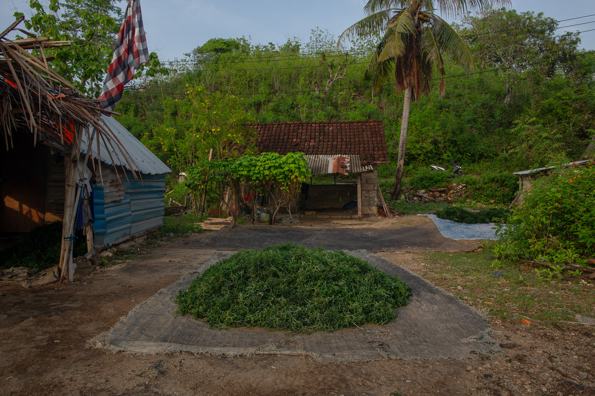 Seaweed drying out on a tarp. The farmers get rp9,500 per kilogram, Semaya, Nusa Penida, November 19, 2024.