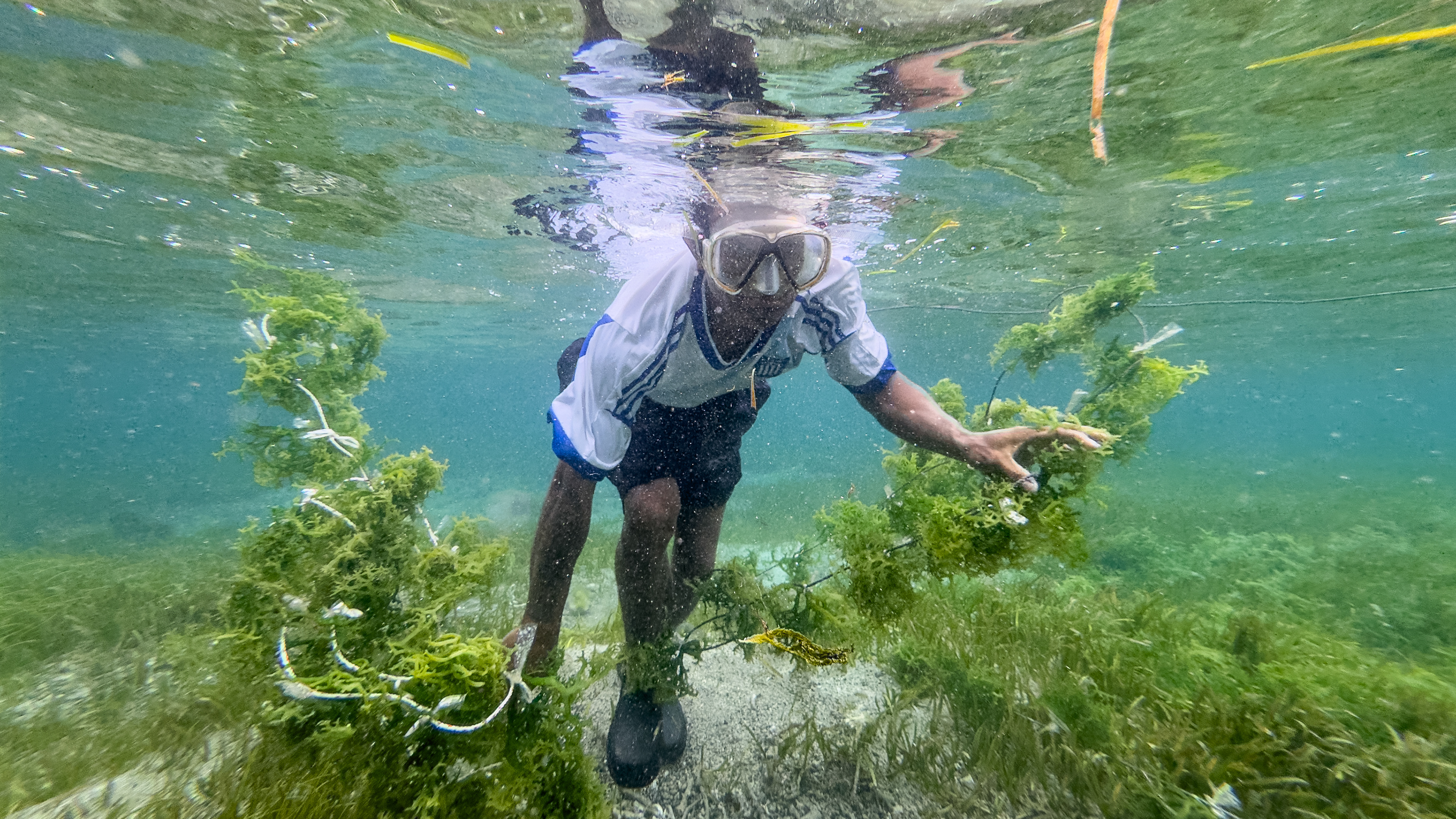 Ima Kupang, 31, from Nusa Tenggerat, Timor installs underwater lines to tie seaweed seedlings, Sawangan, Geger Beach, Nusa Dua, November 18, 2024.