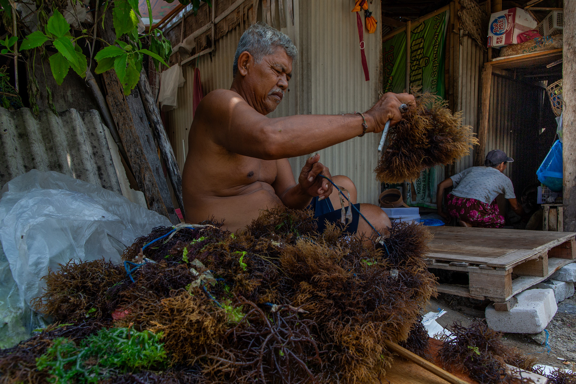 Bapak Tamat attaches seaweed seedlings to a rope to plant in his seaweed plots.,Sawangan, Geger Beach, Nusa Dua, November 15, 2024.