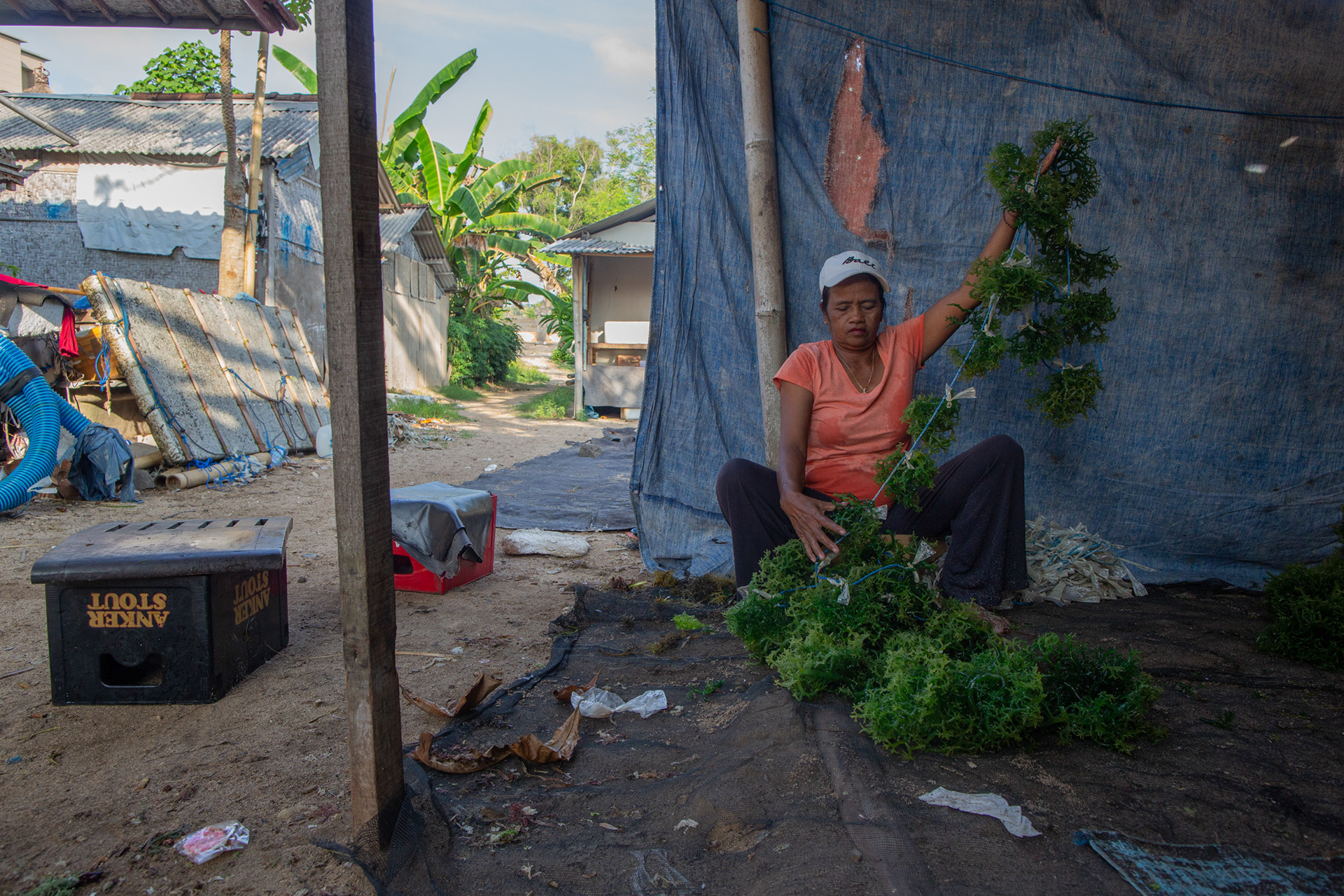 Ibu Yuyun, of East Java, carries a load of seaweed from Geger Beach to make seedlings. Sawangan, Geger Beach, Nusa Dua, November 17, 2024.