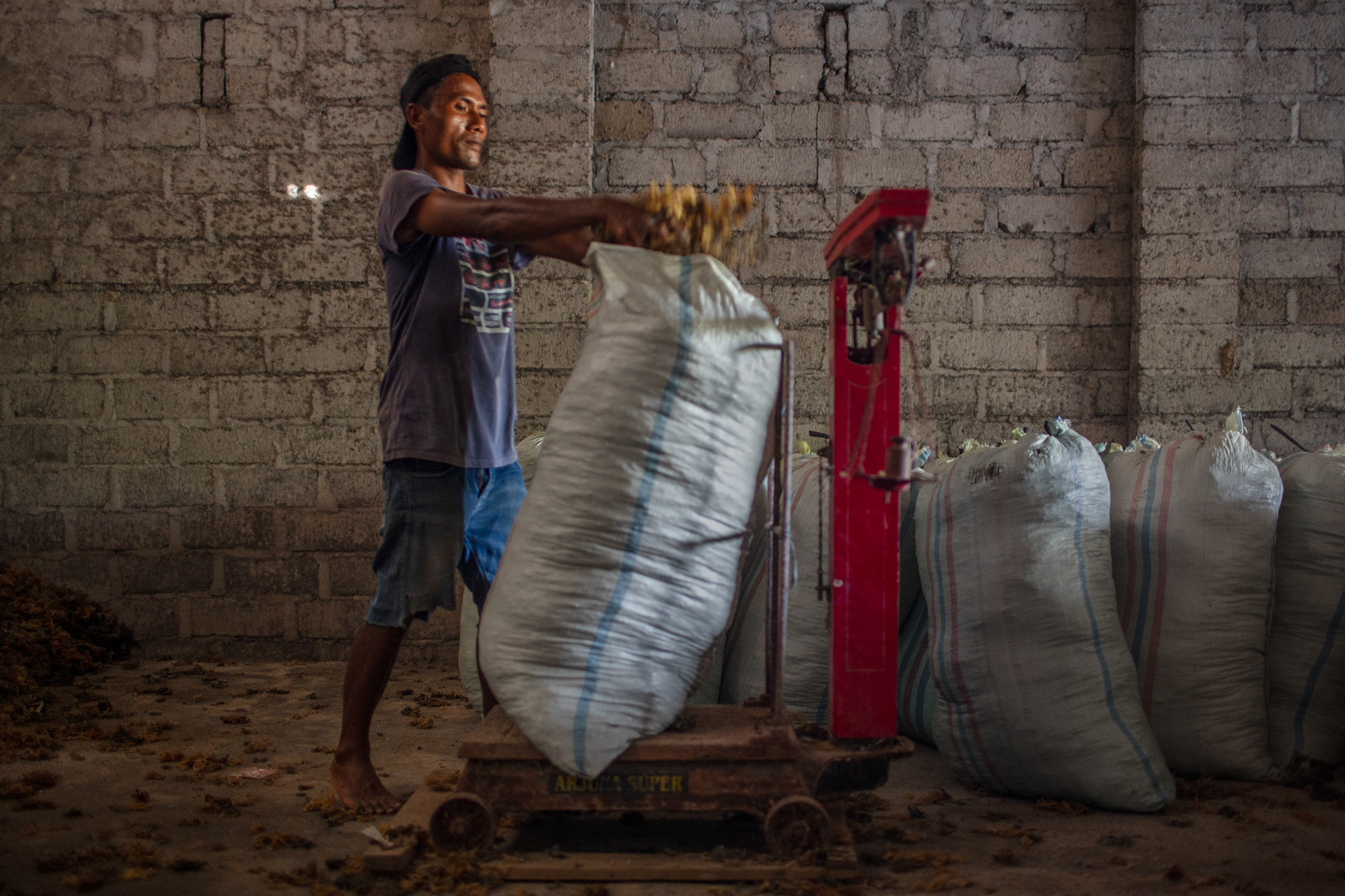 Ketut, 35, collects dry seaweed into sacks for export. 8 metric tons of dry seaweed are collected into sacks. Conditions inside the warehouse are very hot.Bapak Gata, former middle man turn direct seller, will make rp152,000,000 ($9,500). This type of seaweed is used solely for cosmetics, November 20, 2024.