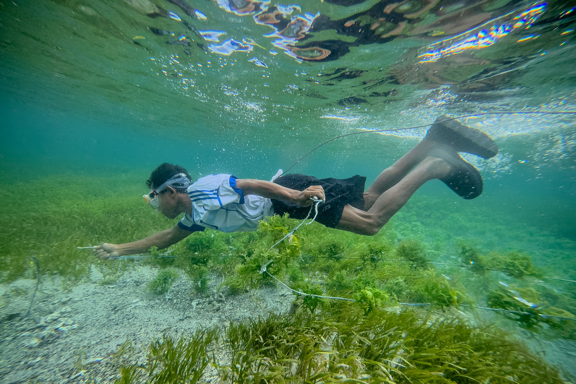 Ima Kupang, 31, from Nusa Tenggerat, Timor installs lines underwater of seaweed seedlings and ties it to already placed posts. Sawangan, Geger Beach, Nusa Dua, November 18, 2024.