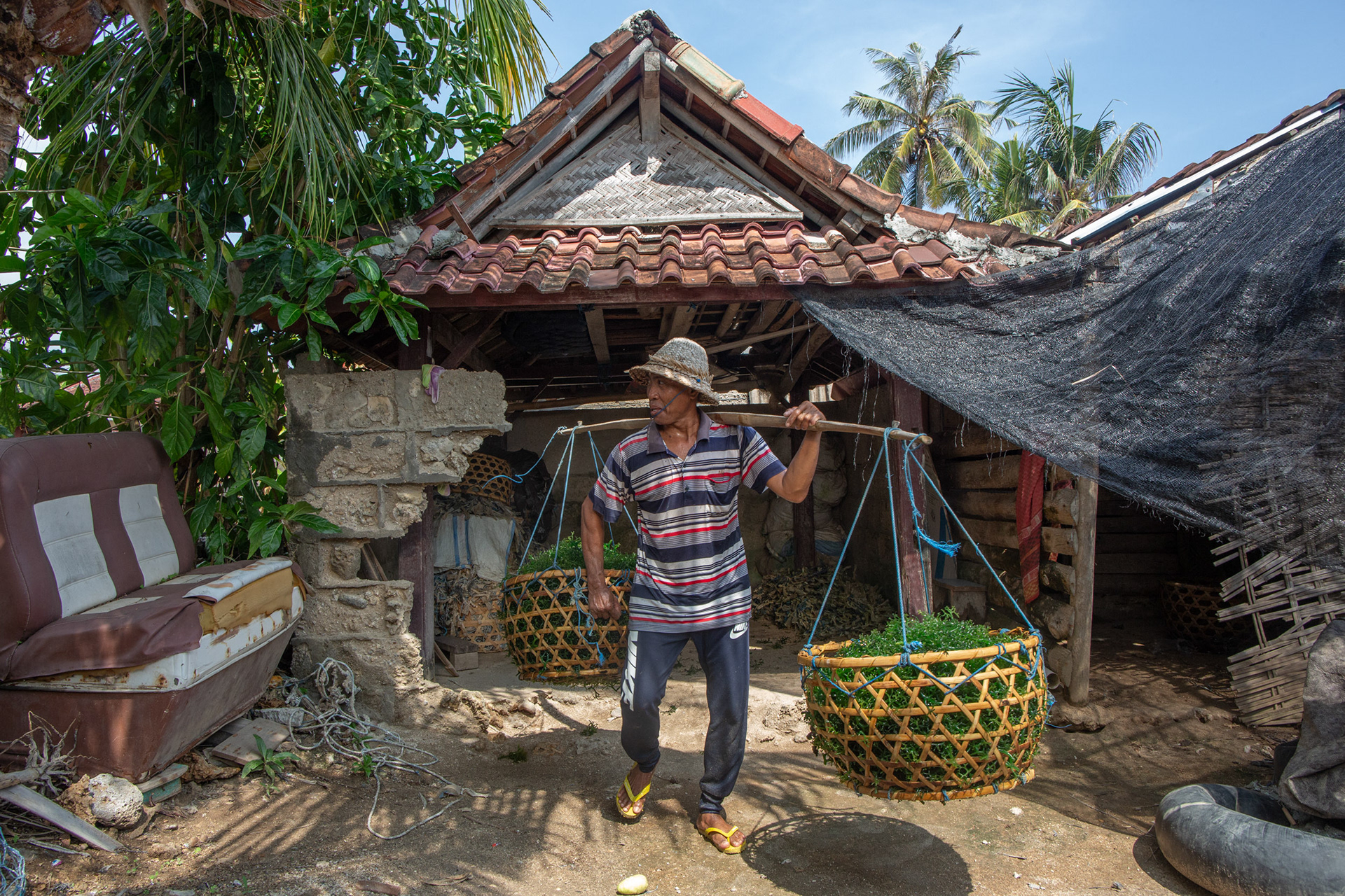 Sudastra, 51, uses a carrying pole to move seaweed. Semaya, Nusa Penida, November 19, 2024.