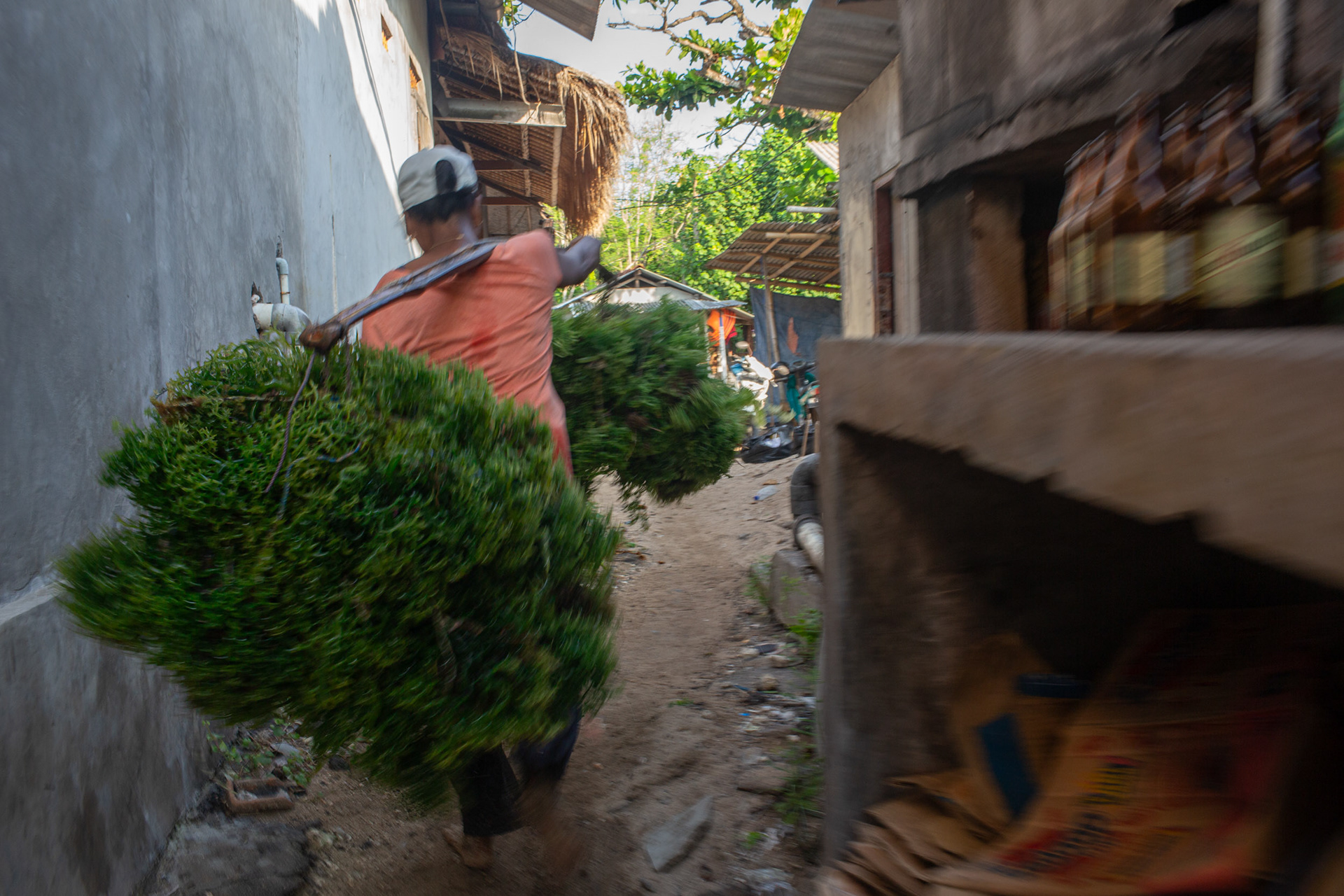 Ibu Yuyun, of East Java, carries a load of seaweed from Geger Beach to make seedlings. Sawangan, Geger Beach, Nusa Dua, November 17, 2024.