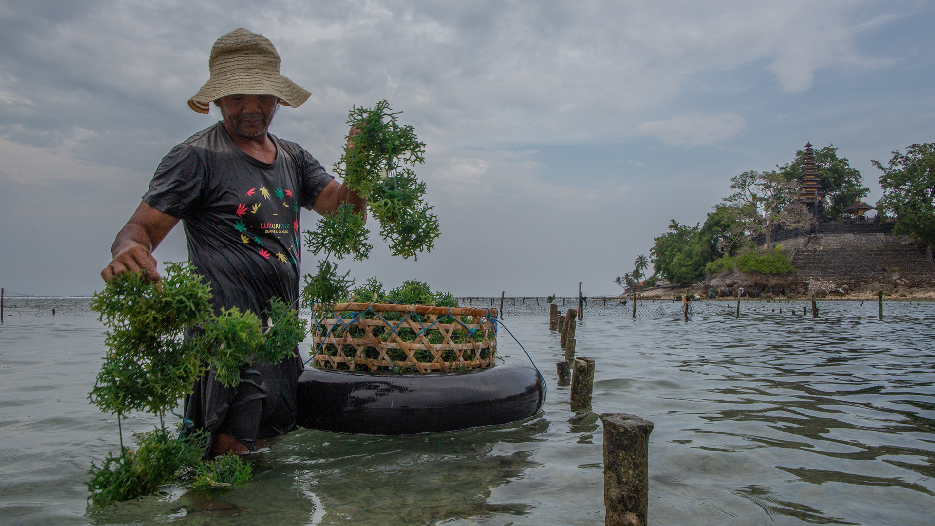 Nyoman Cakra, 57, seaweed farmer of Semaya Village, Nusa Pineda, November 19, 2024.