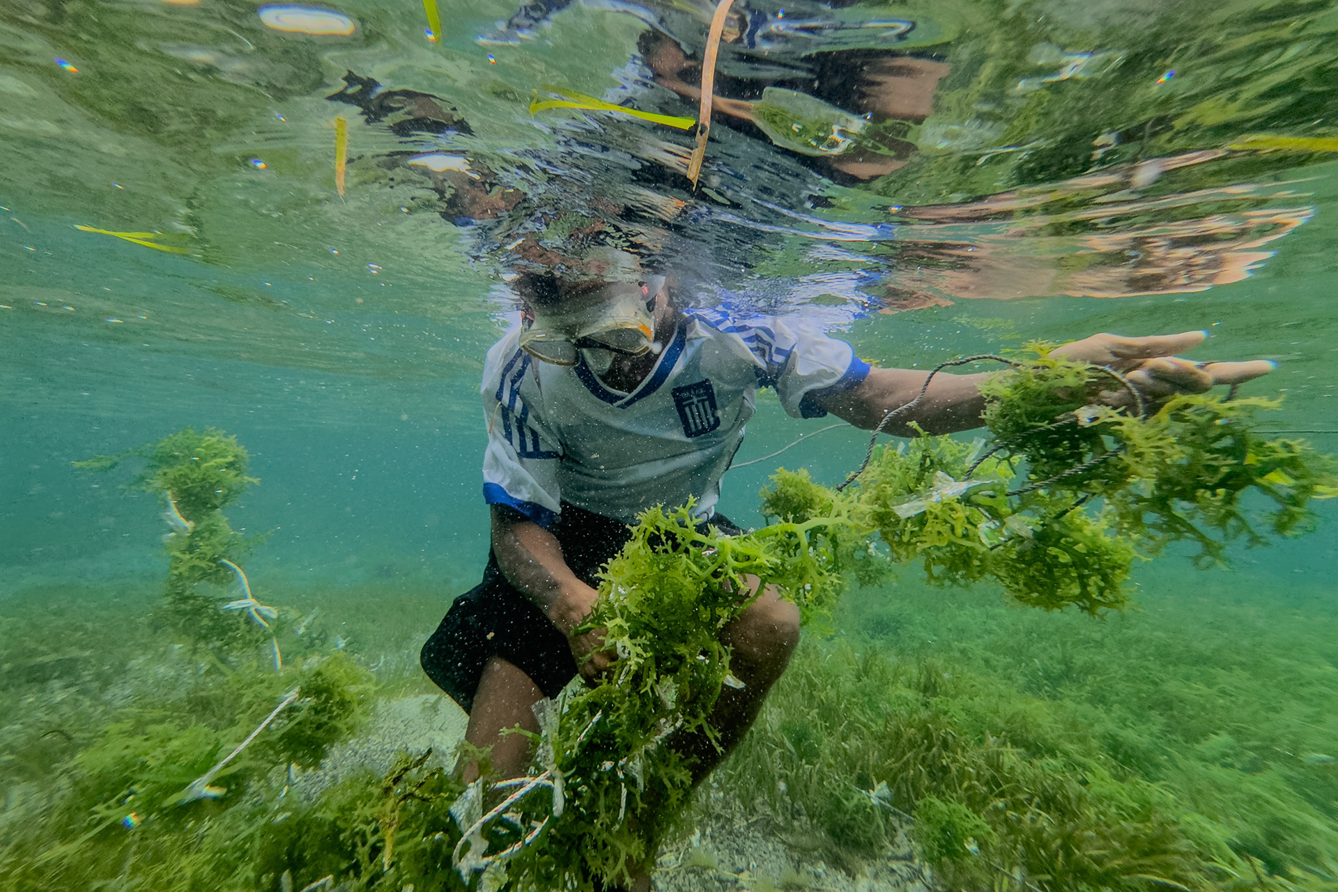 Ima Kupang, 31, from Nusa Tenggerat, Timor installs lines underwater of seaweed seedlings and ties it to already placed posts. Sawangan, Geger Beach, Nusa Dua, November 18, 2024.