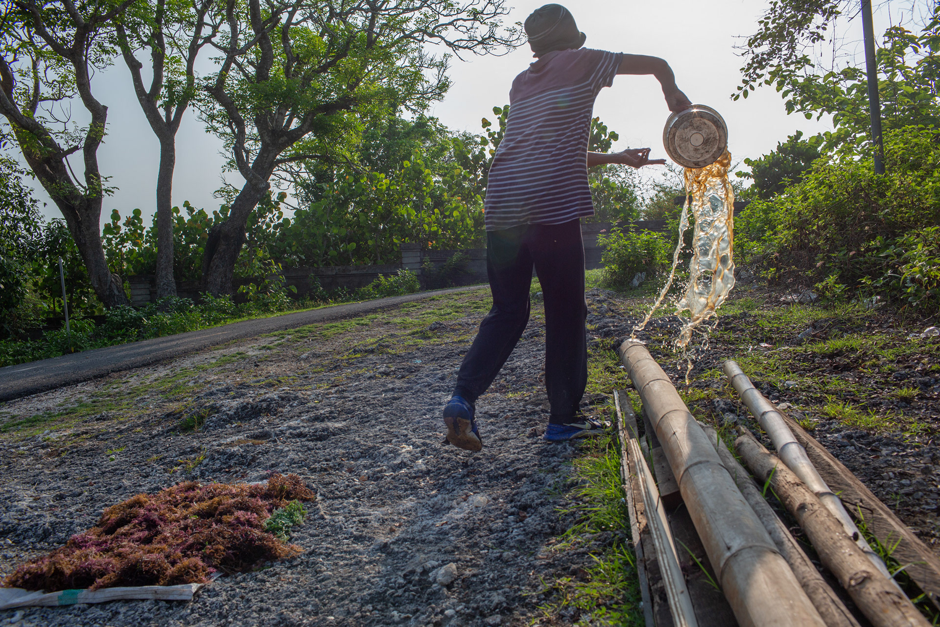 Ibu Renget, dumps out a bowl of water that she used to clean out urchins collected earlier in the day. Sawangan, Geger Beach, Nusa Dua, November 16, 2024.