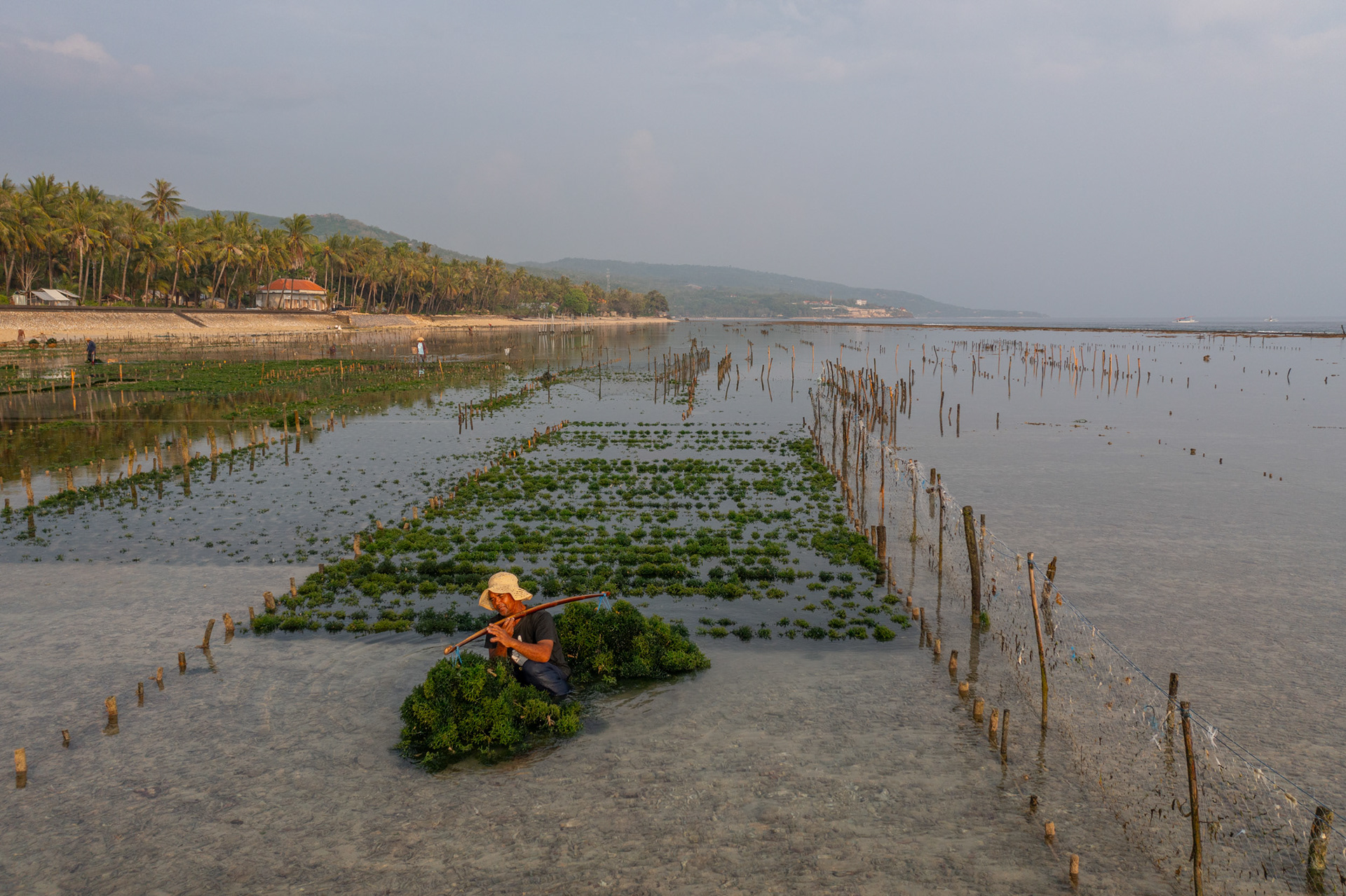 Nyoman Cakra, 57, seaweed farmer uses a carrying pole to transport collected seaweed. Semaya Village, Nusa Pineda, November 20, 2024.