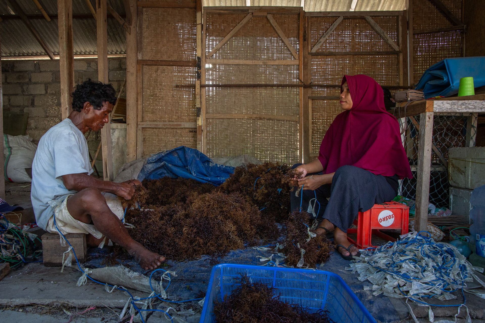 Pak Reniya, 54, from Lombok, gets help tying seaweed seedlings from his wife. Sawangan, Geger Beach, Nusa Dua, November 17, 2024.