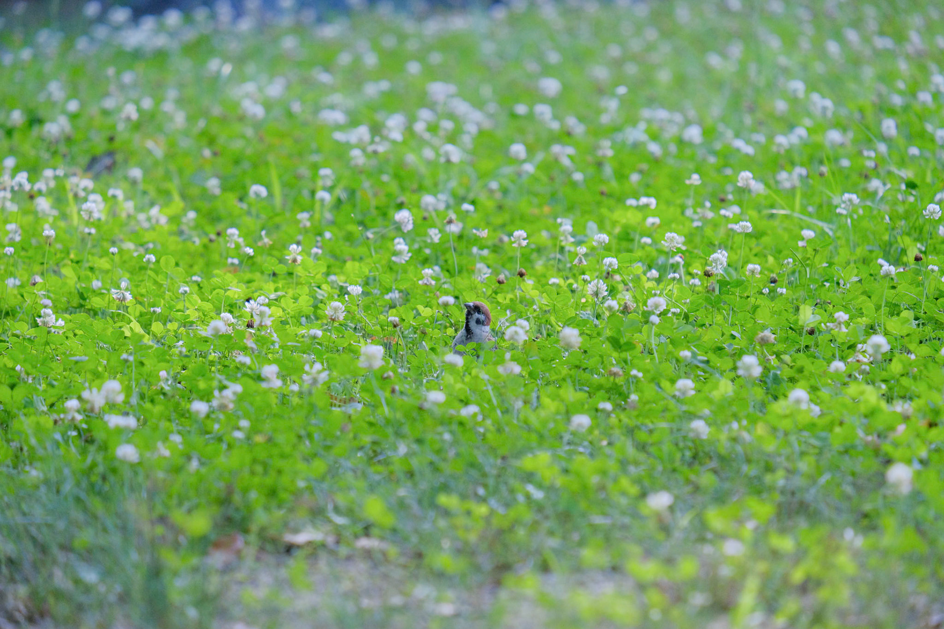 すずめさんかくれんぼ