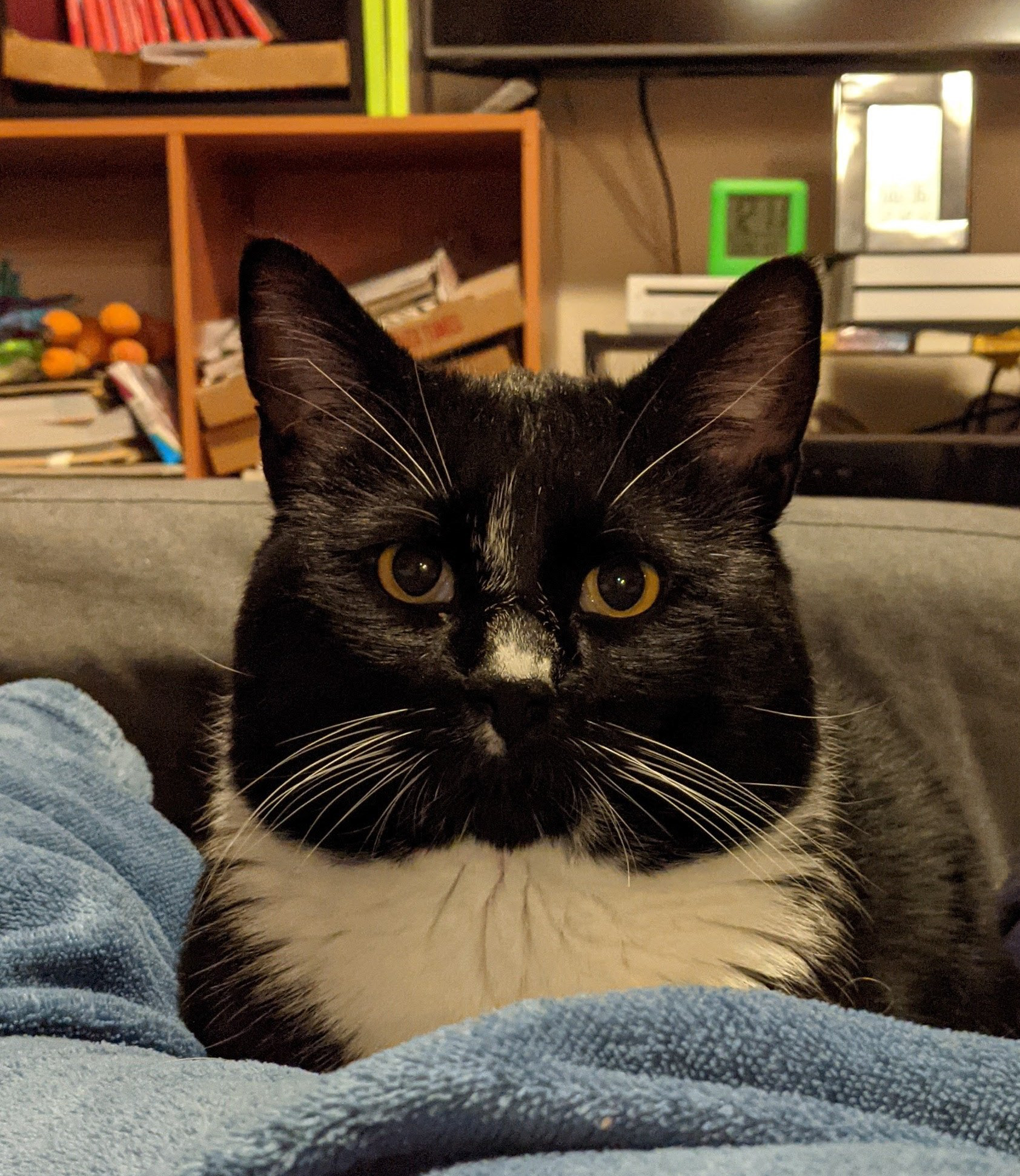 Oreo