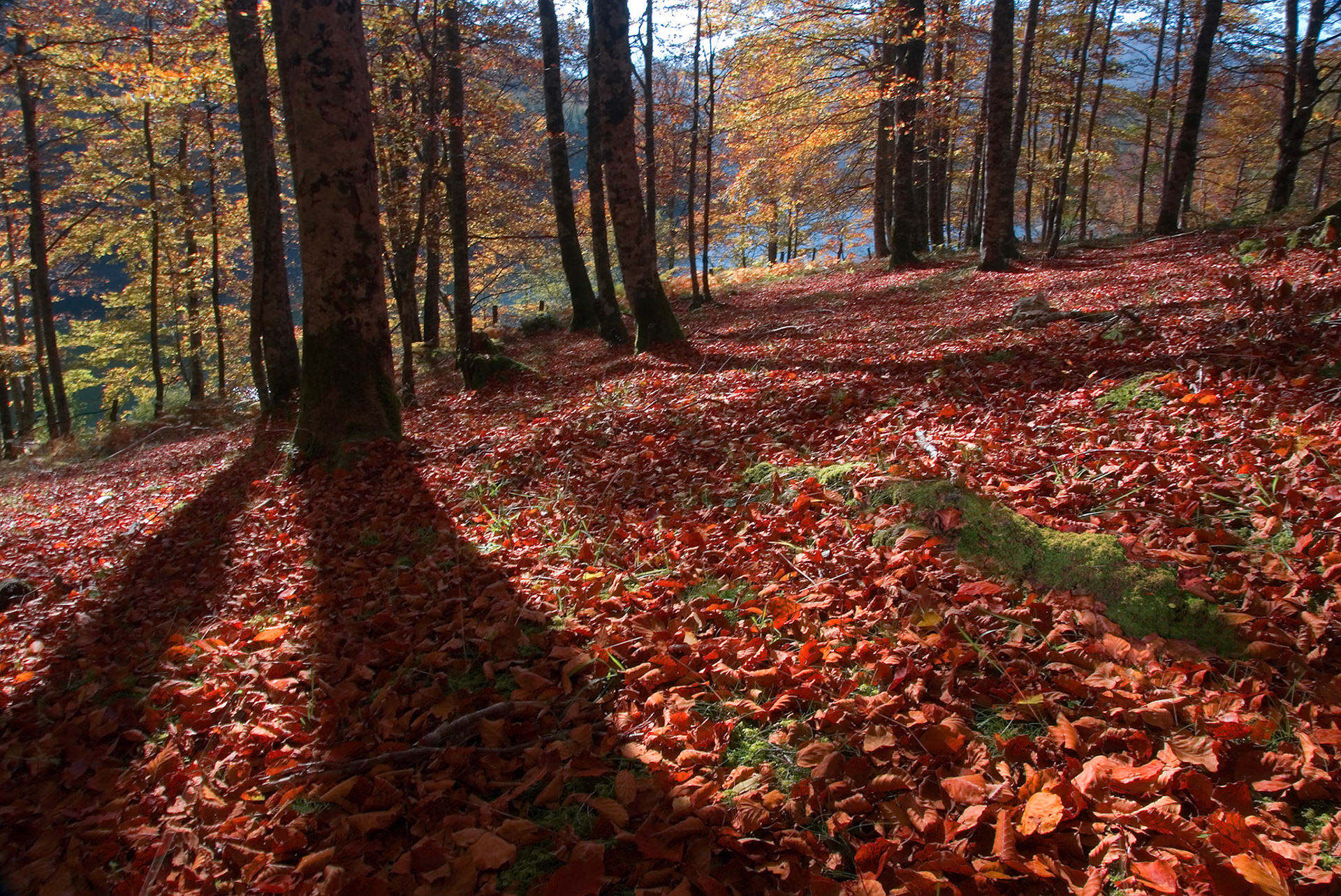 Autumn Carpet