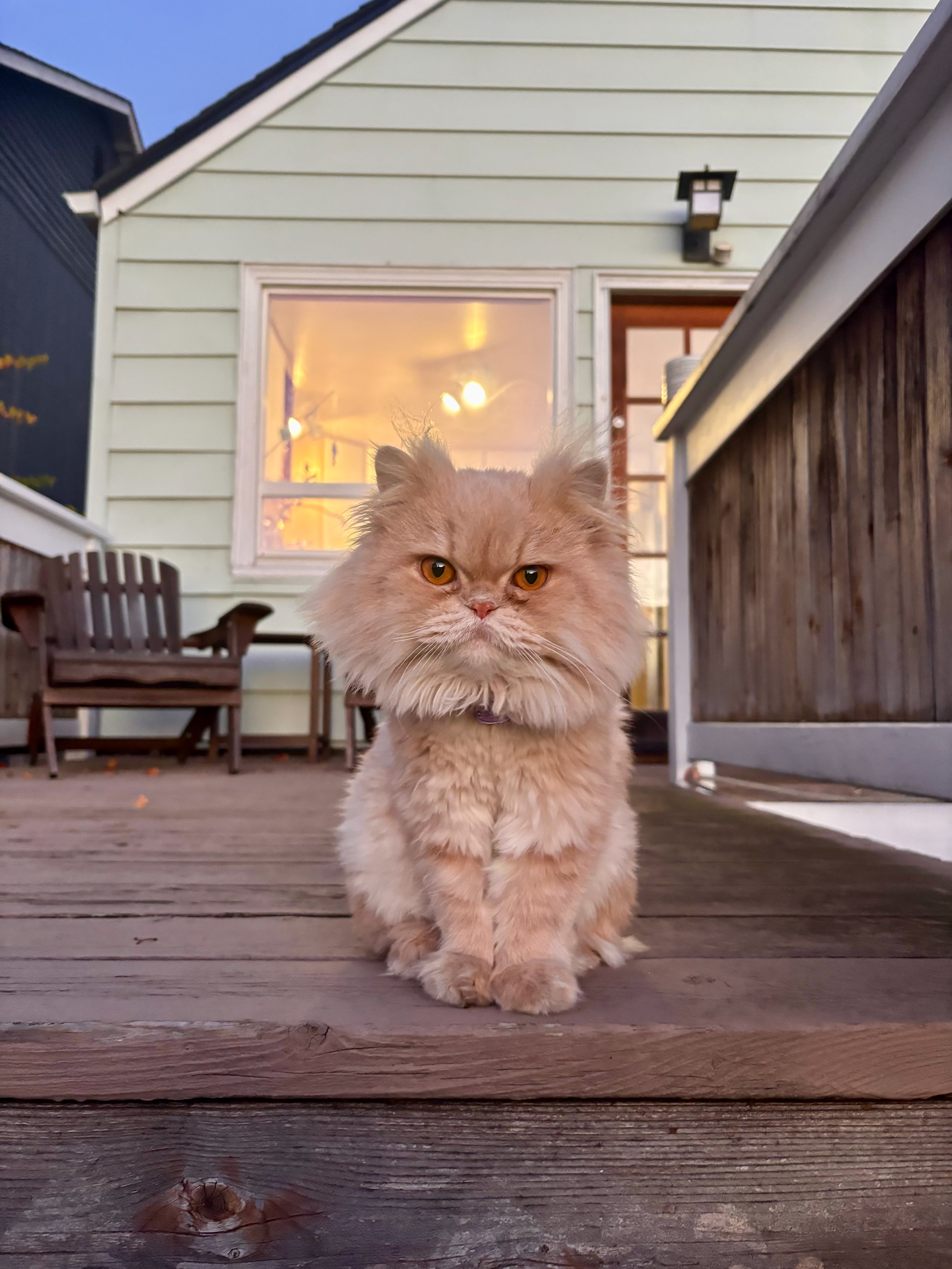 Pearl, neighborhood cat