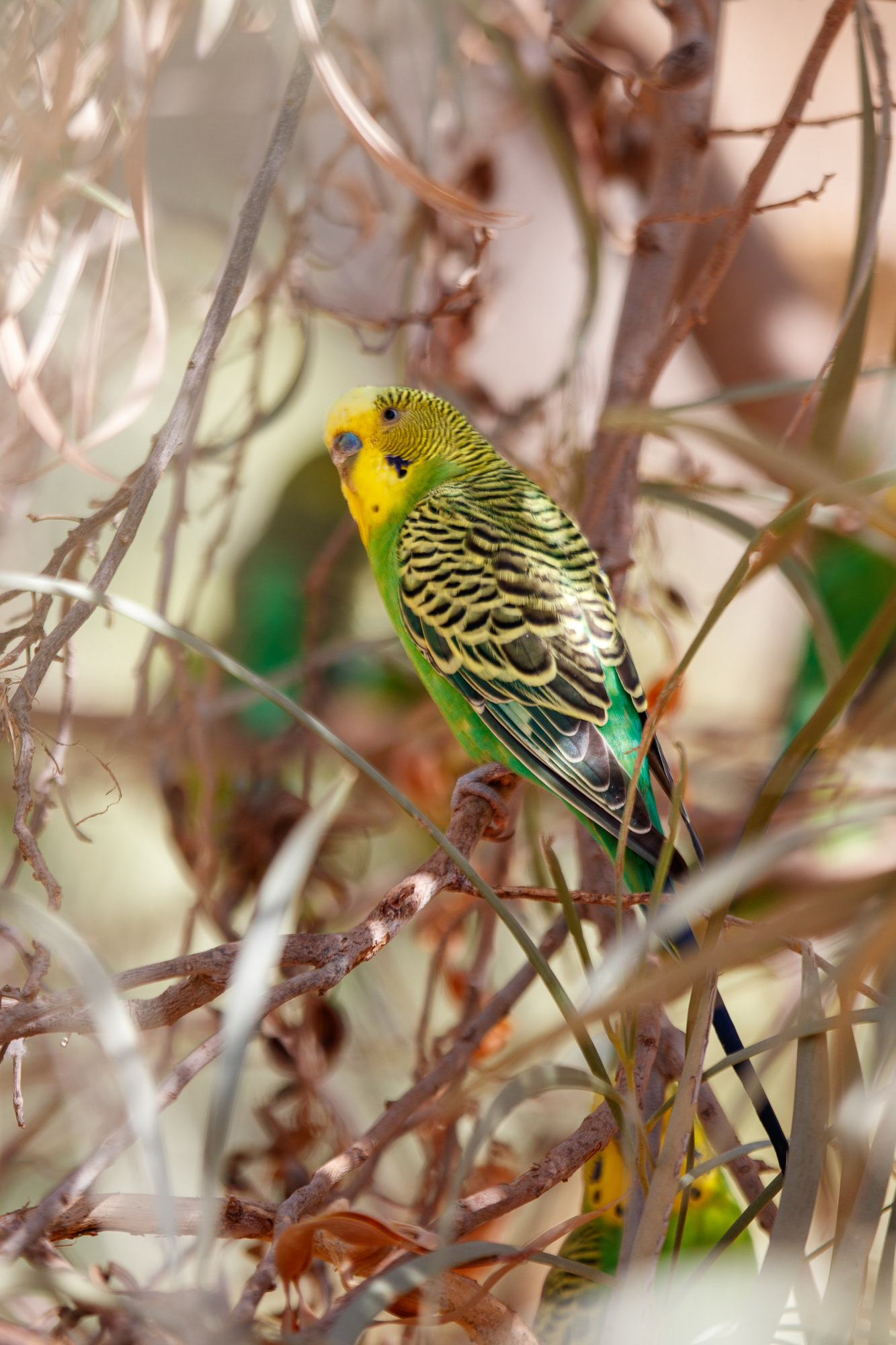 Budgerigar