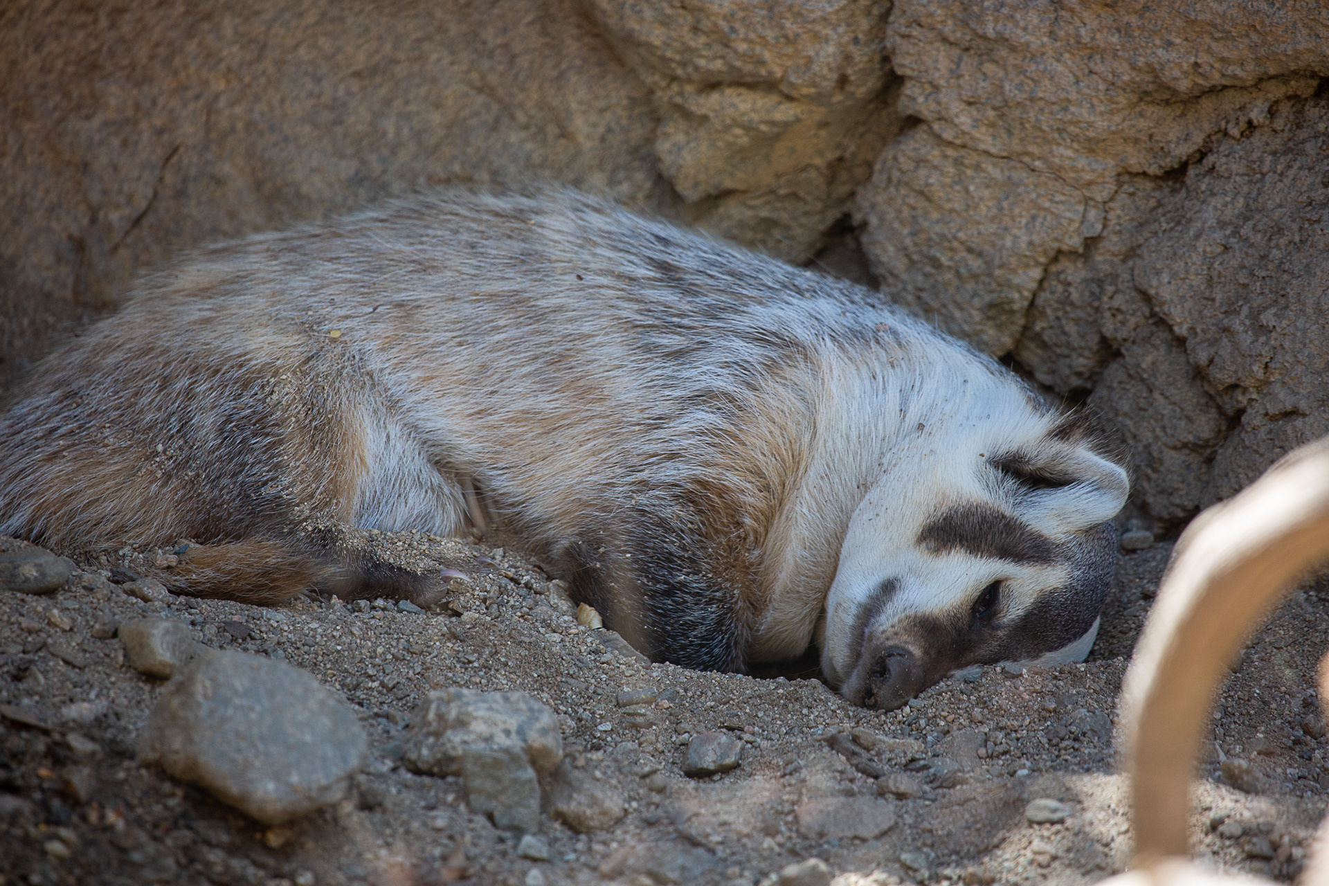 Badger