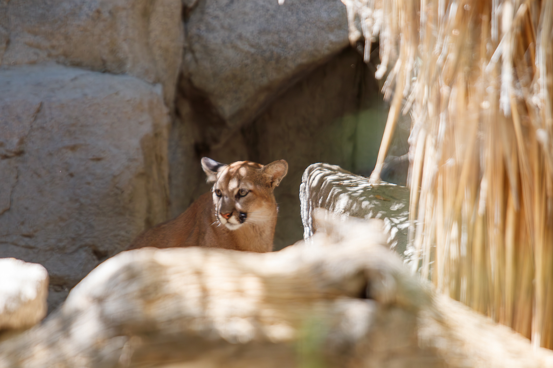 Mountain Lion