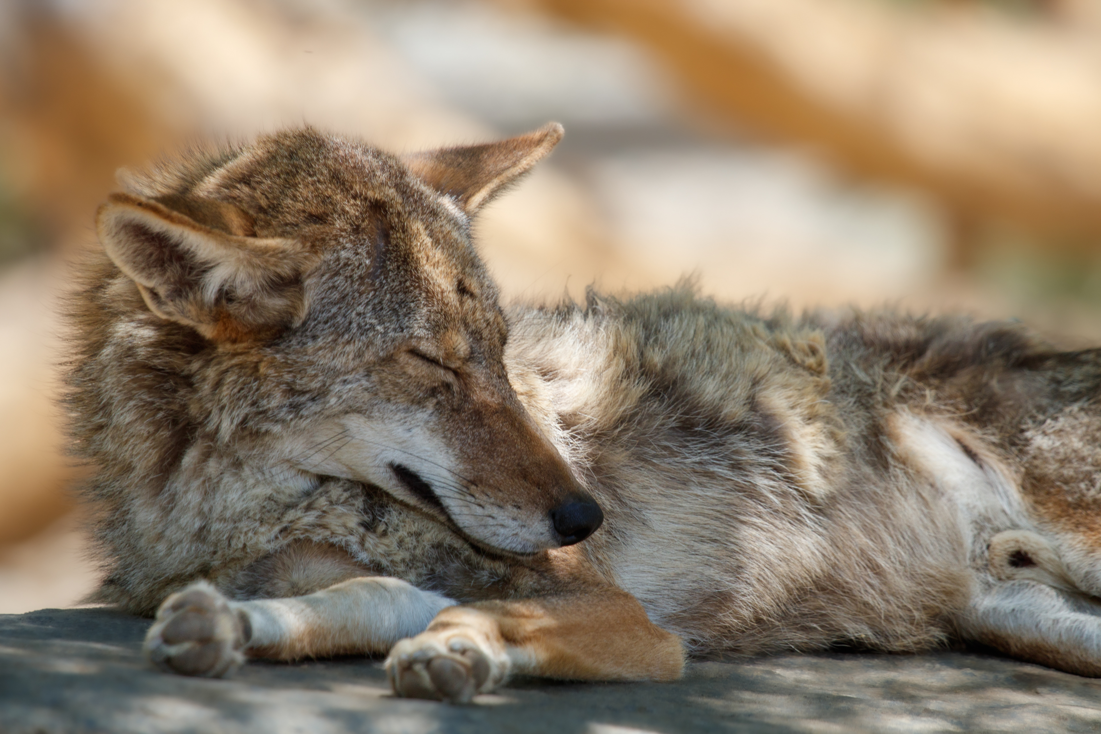 Coyote