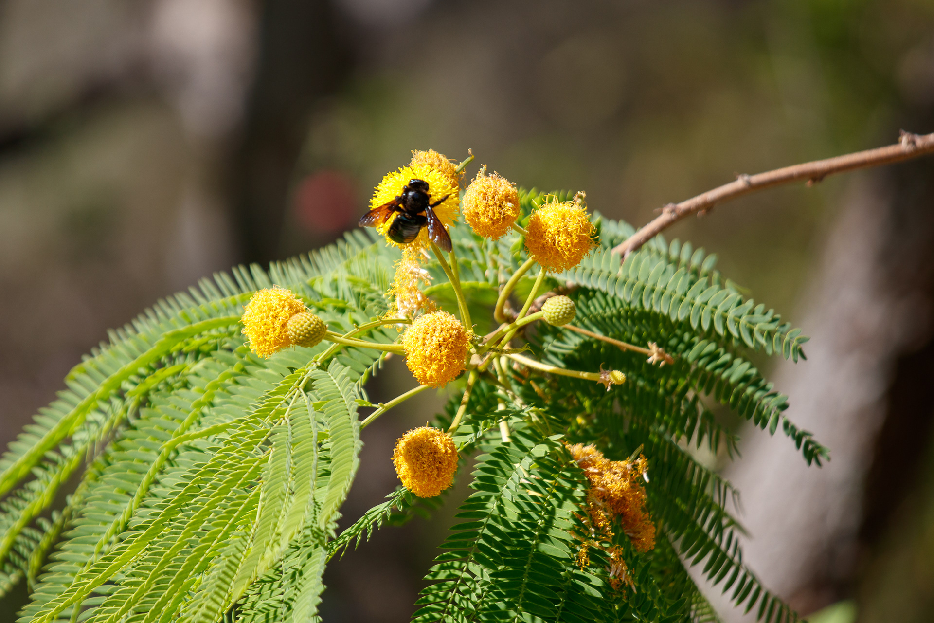 Male Valley Carpenter Bee
