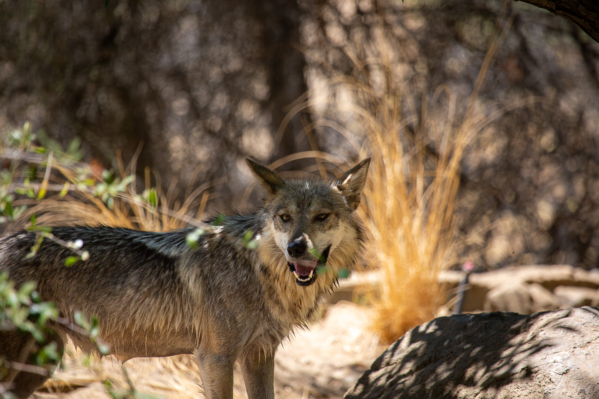 Mexican Wolf