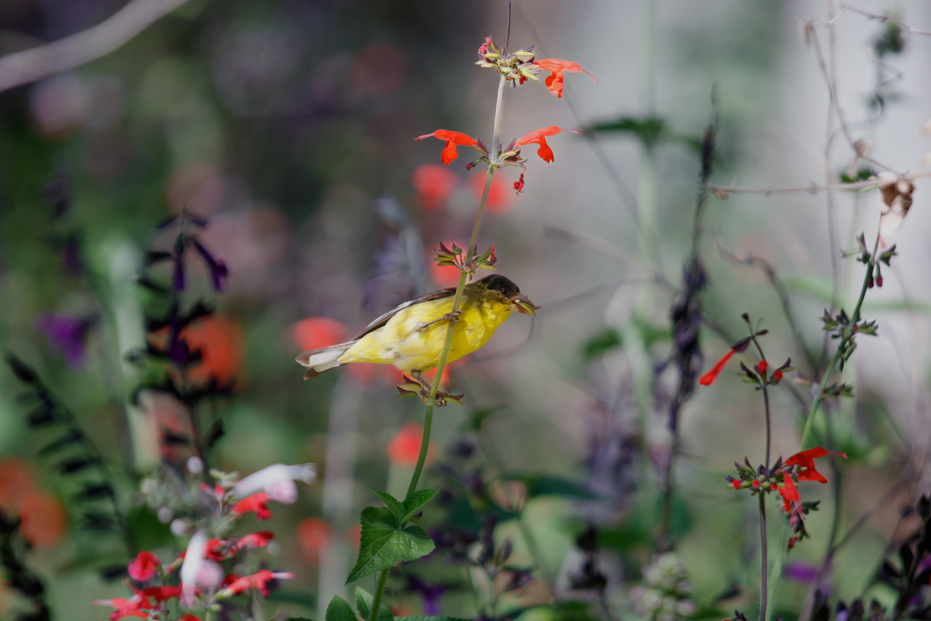 Black-headed oriole