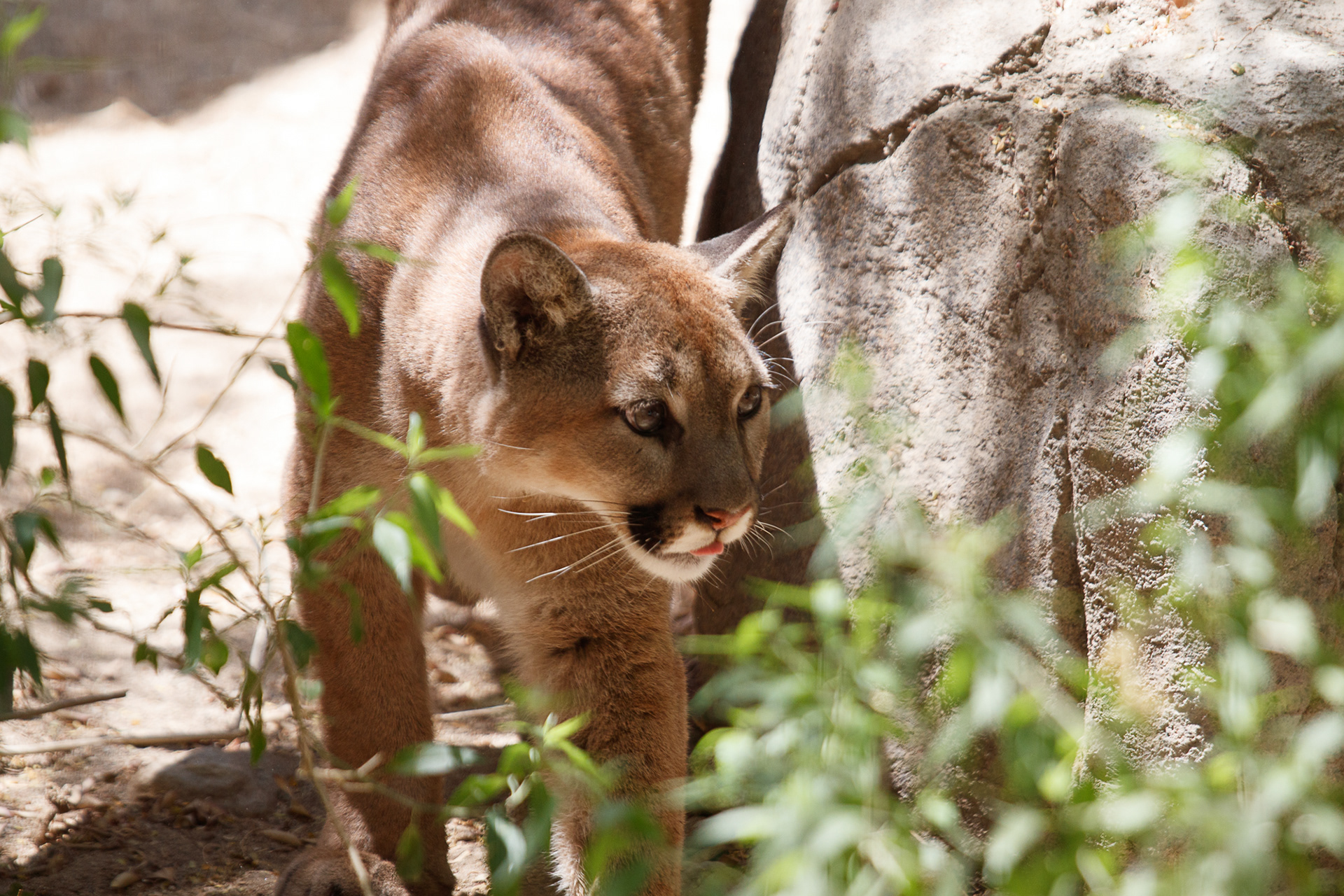 Mountain Lion