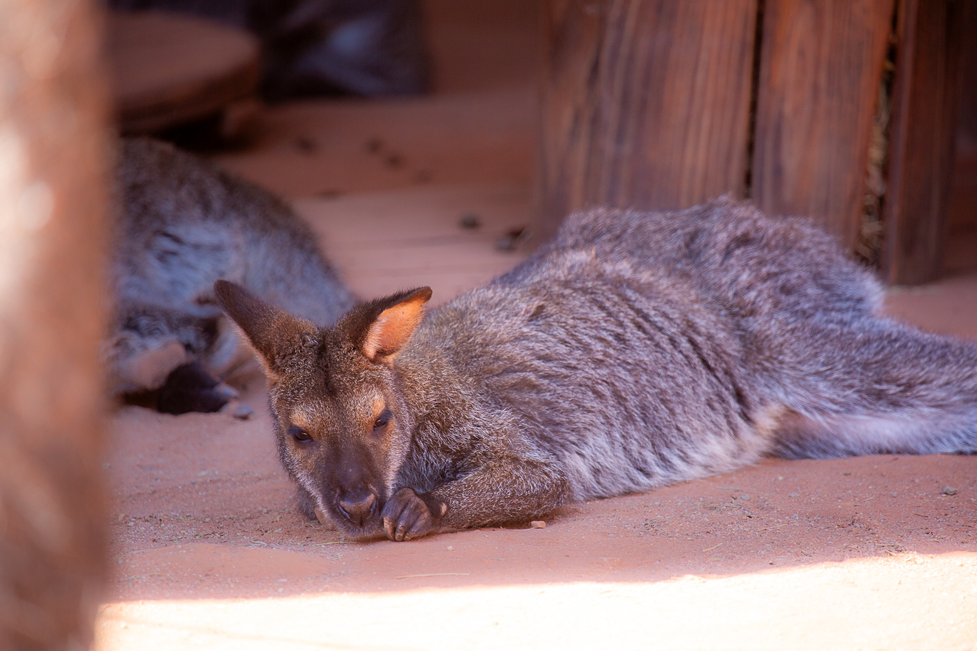 Bennett's Wallaby