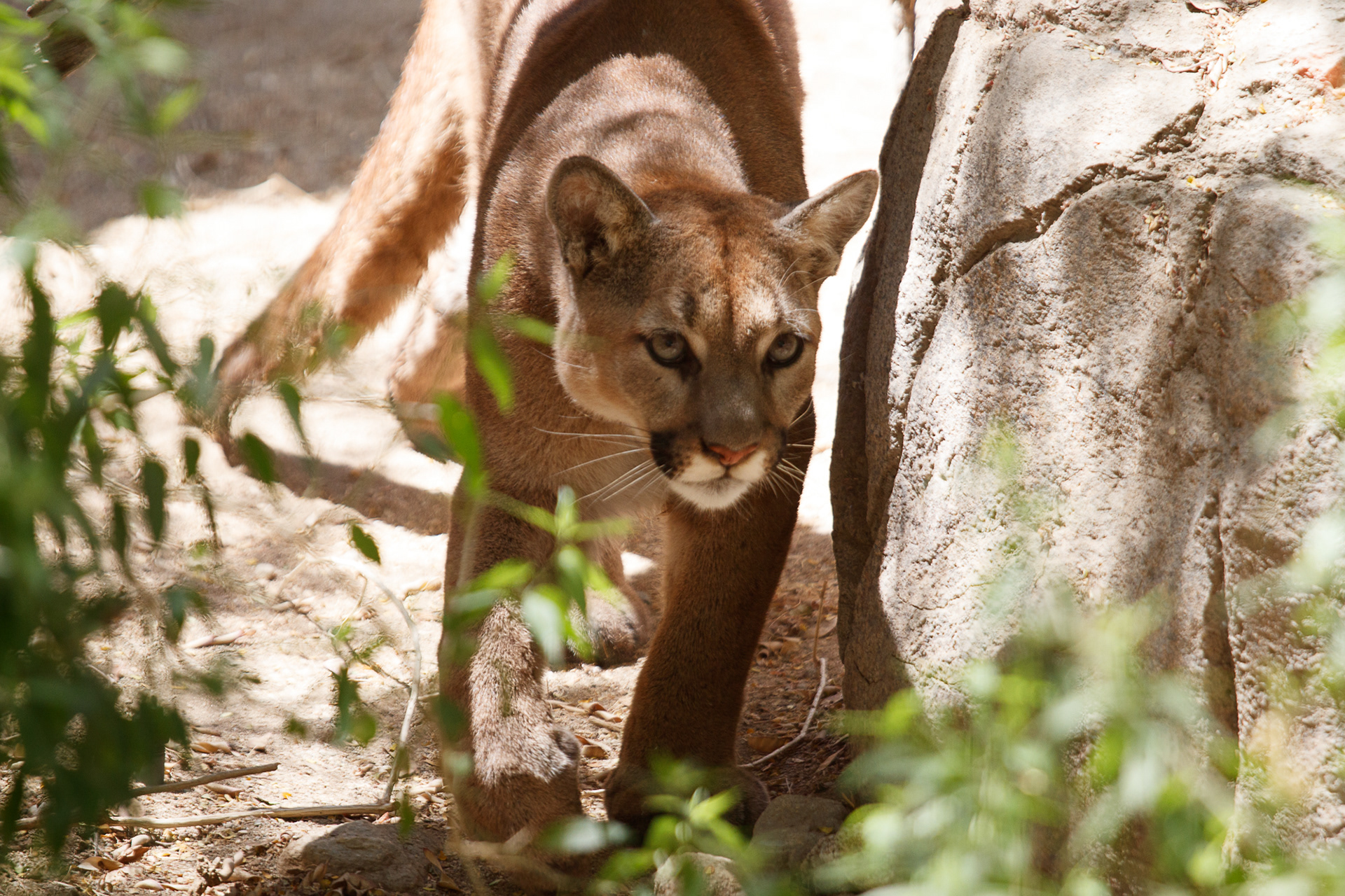 Mountain Lion
