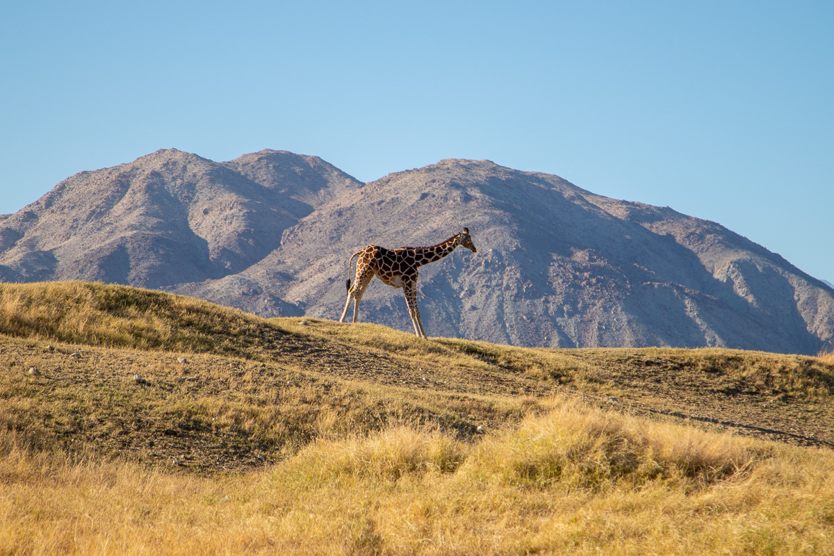 Giraffe