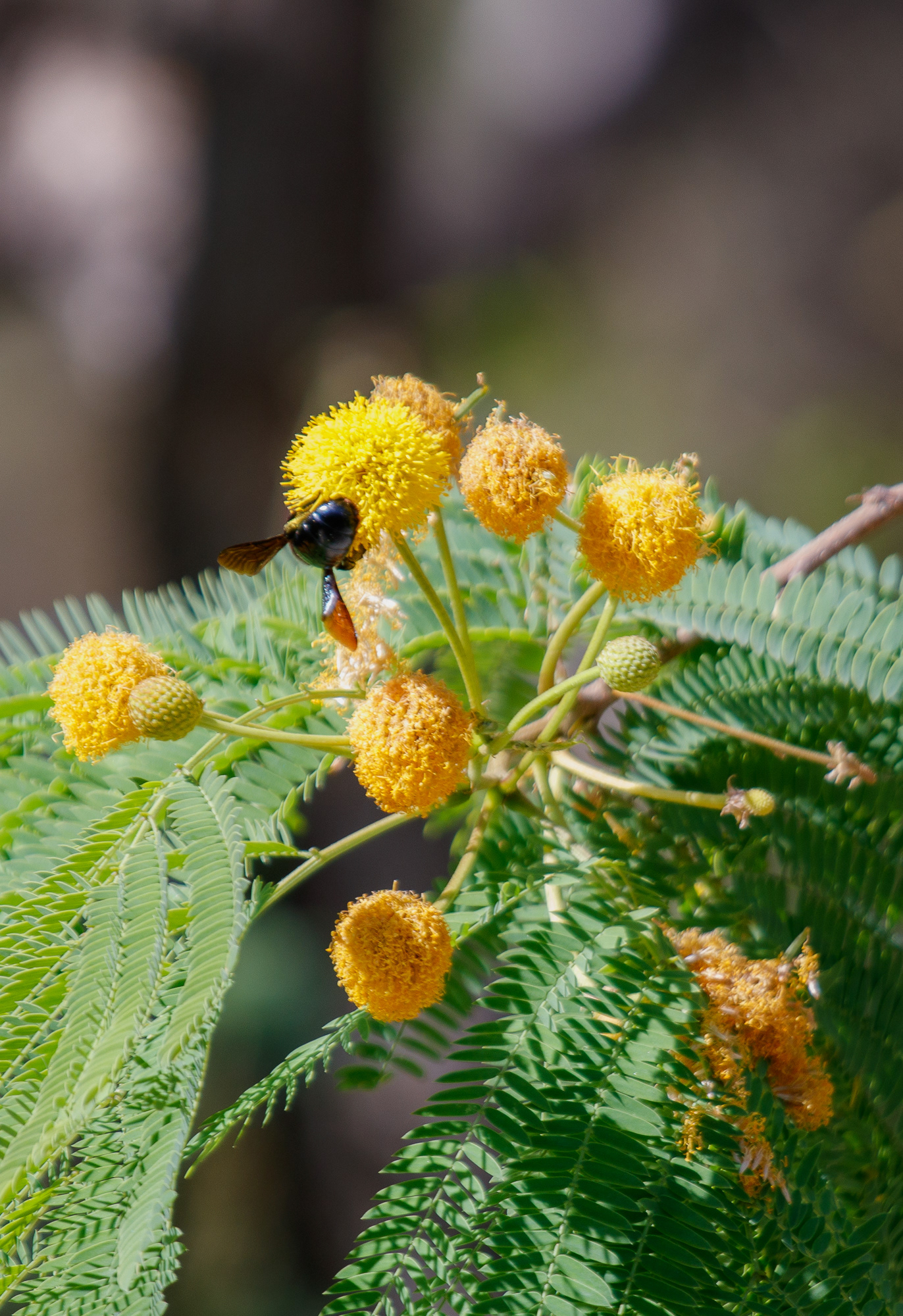Male Valley Carpenter Bee