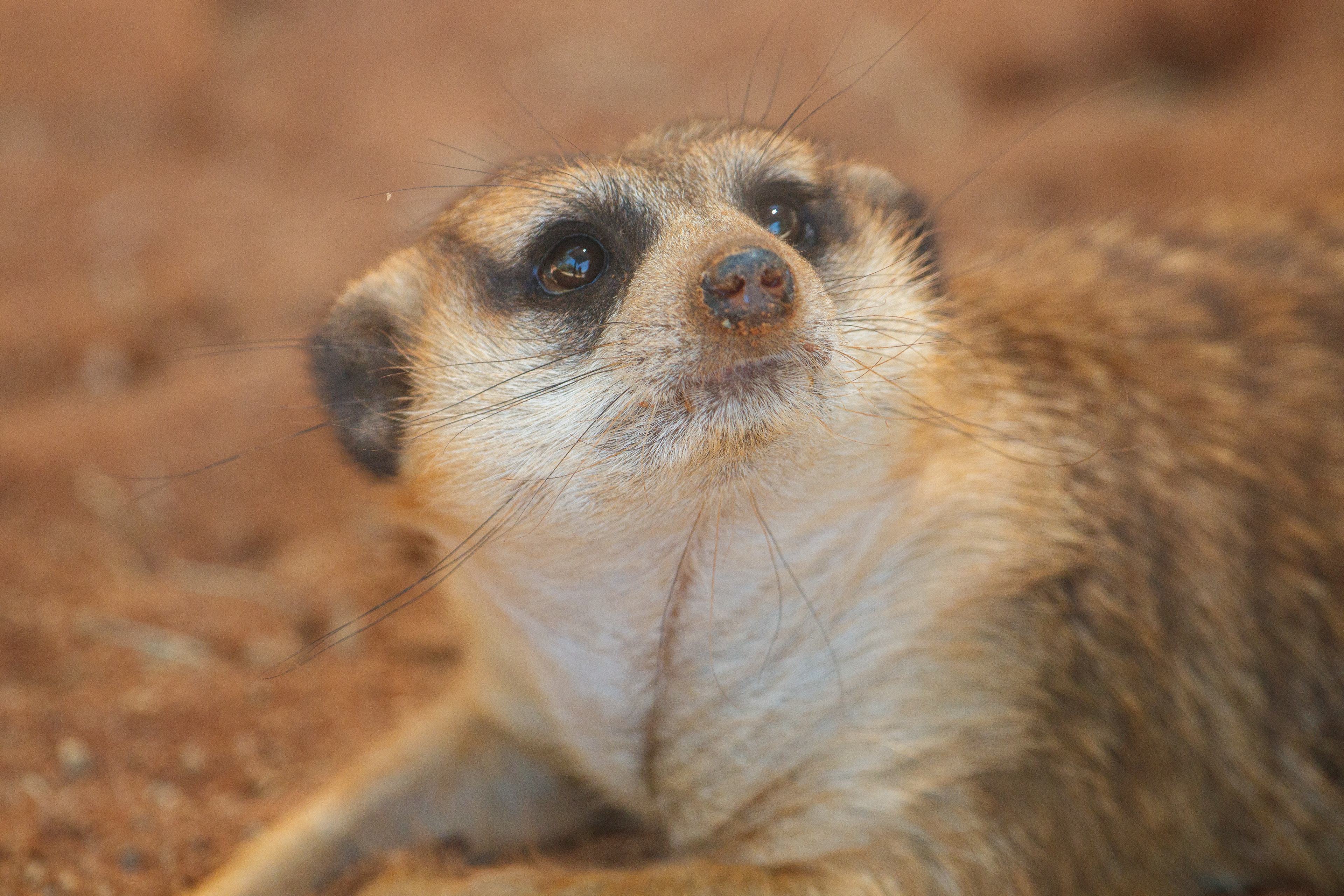 Meerkat