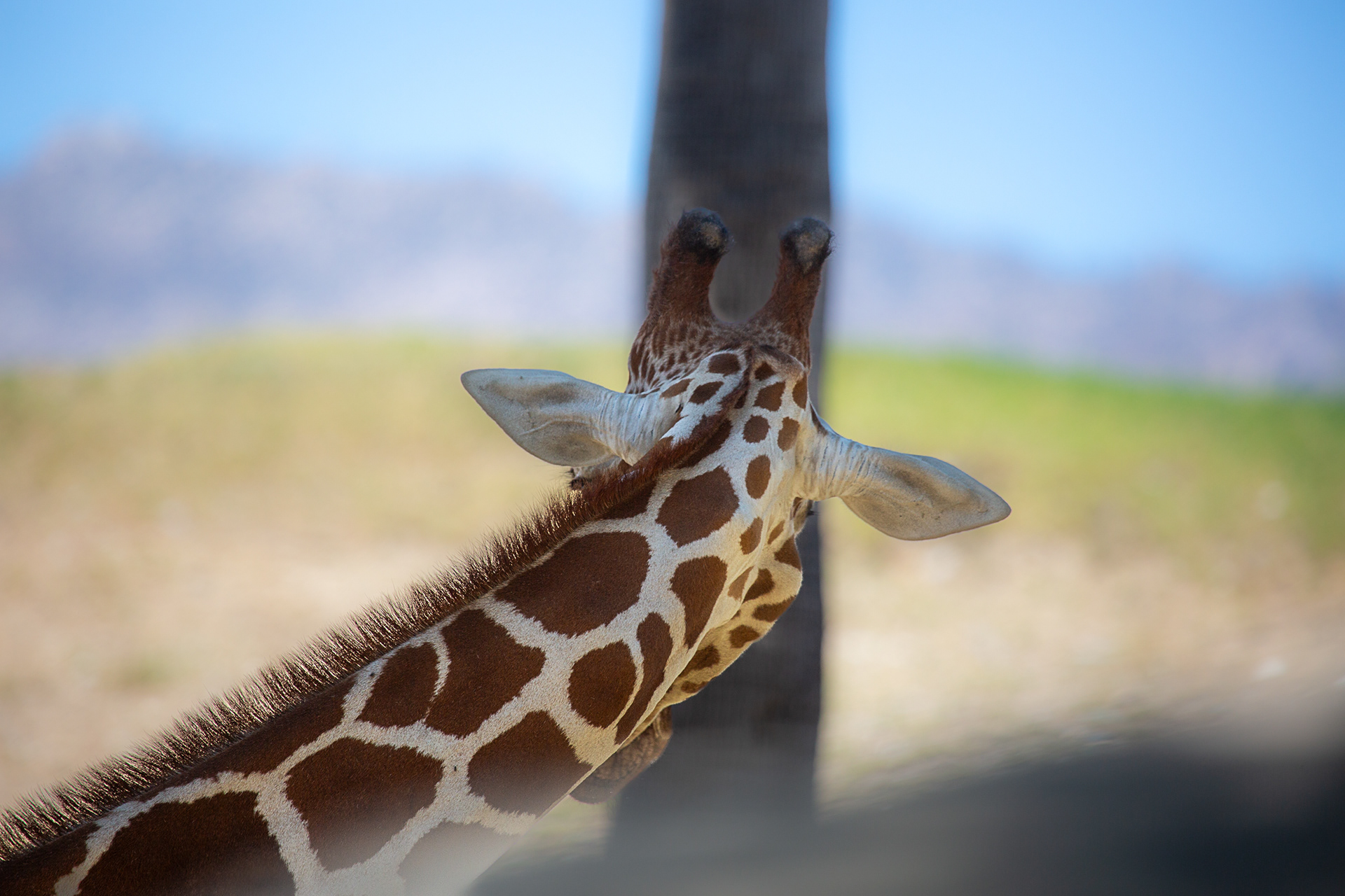 Giraffe