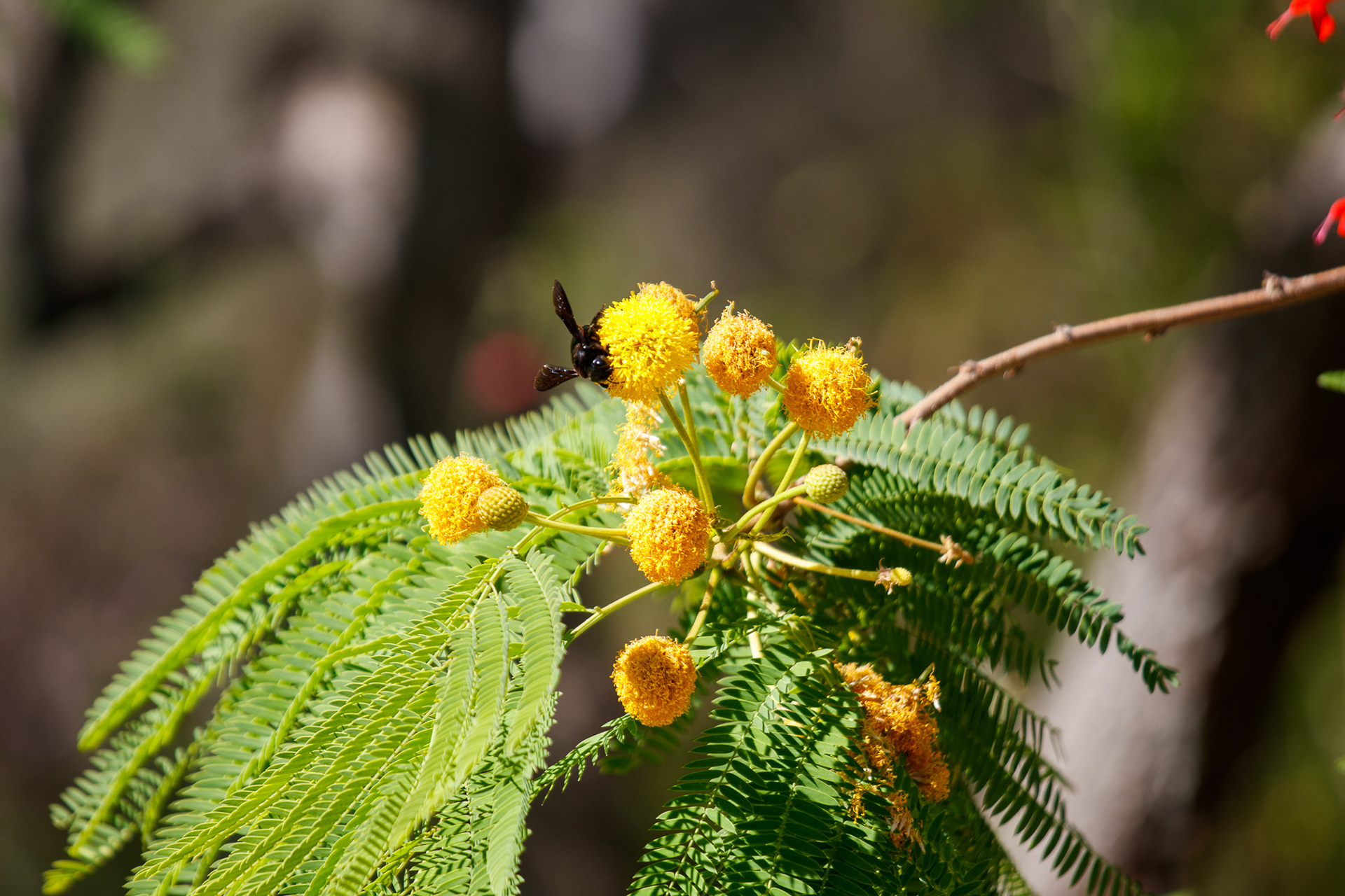 Male Valley Carpenter Bee
