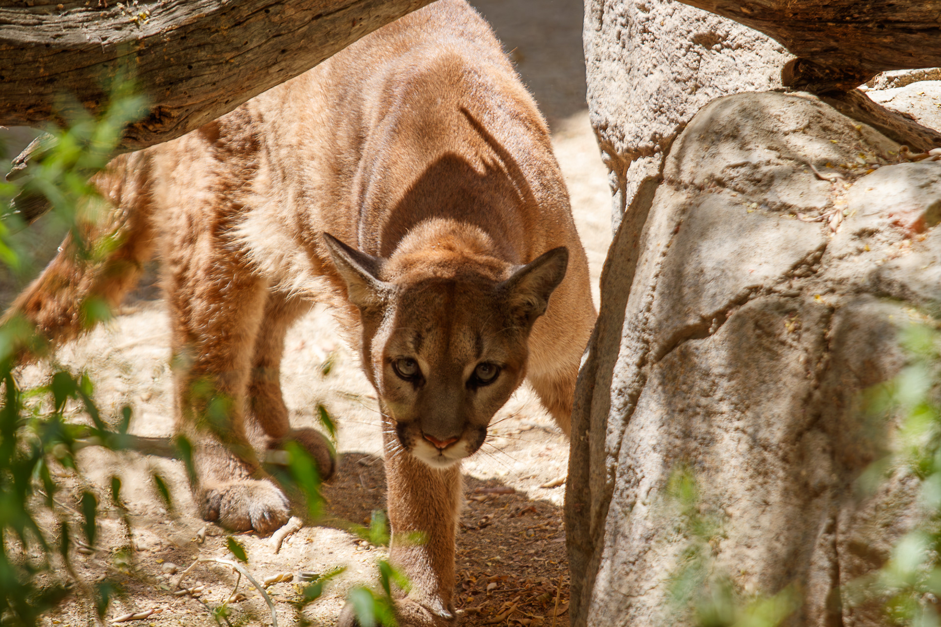 Mountain Lion