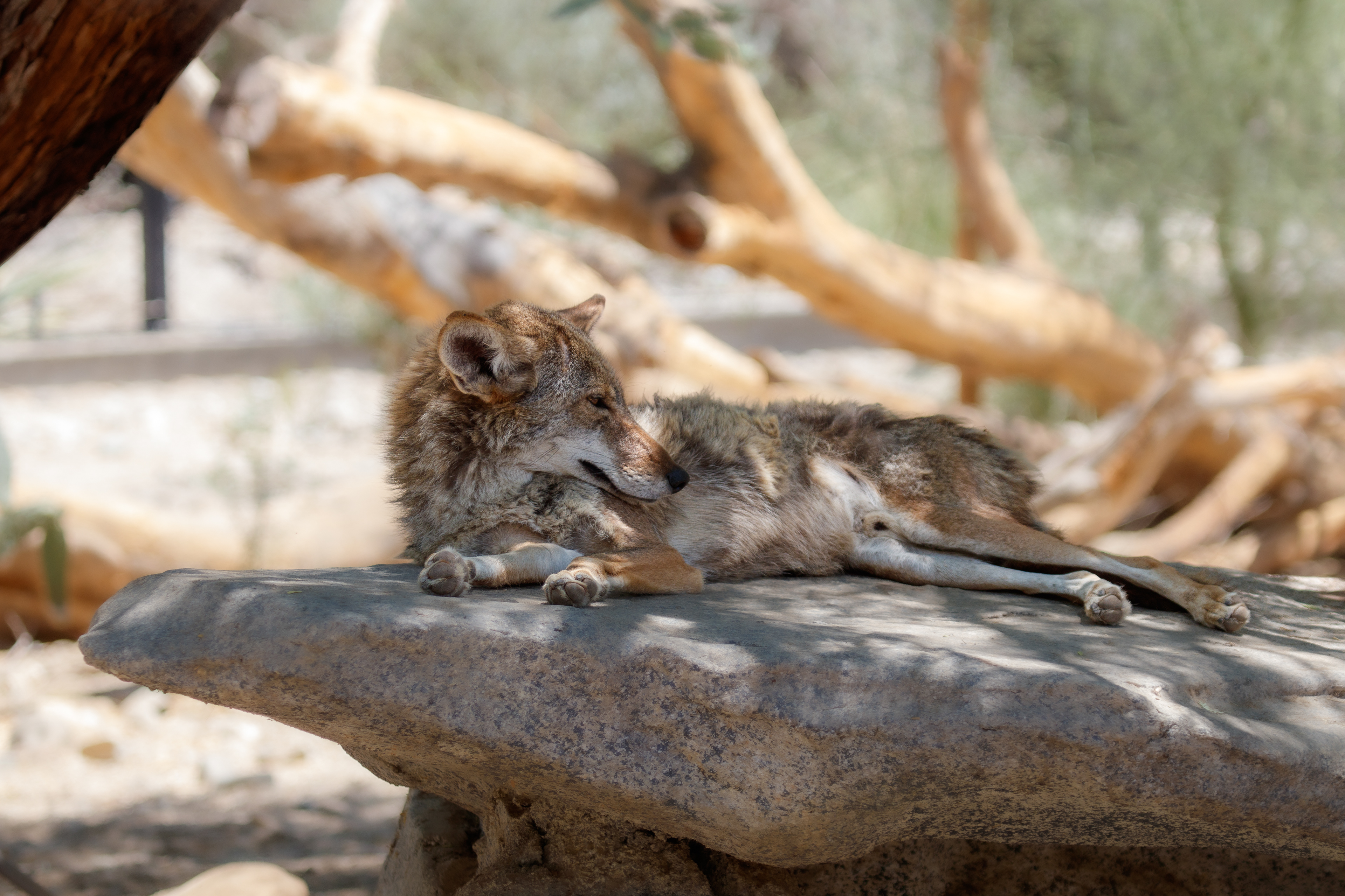 Coyote