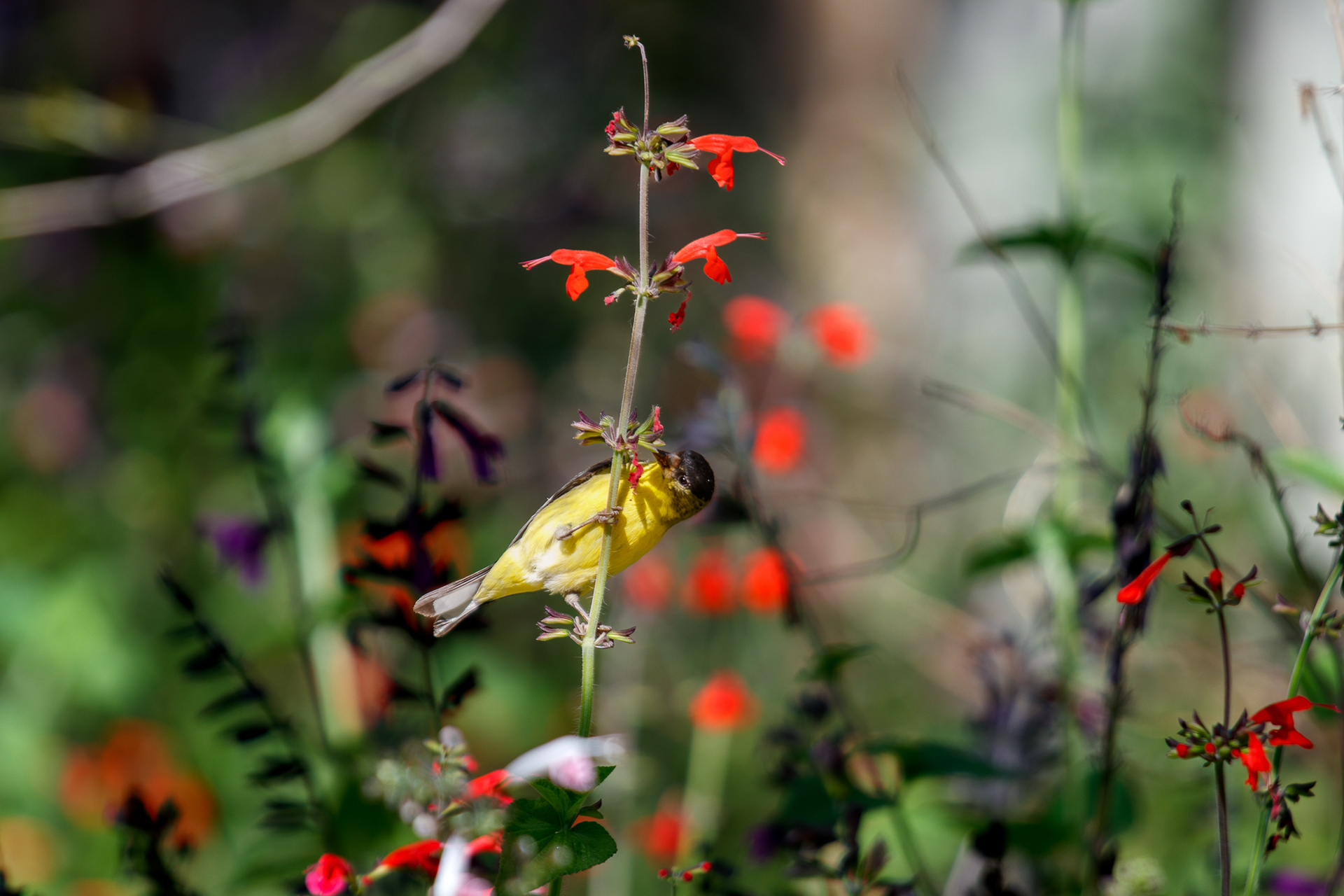 Black-headed oriole