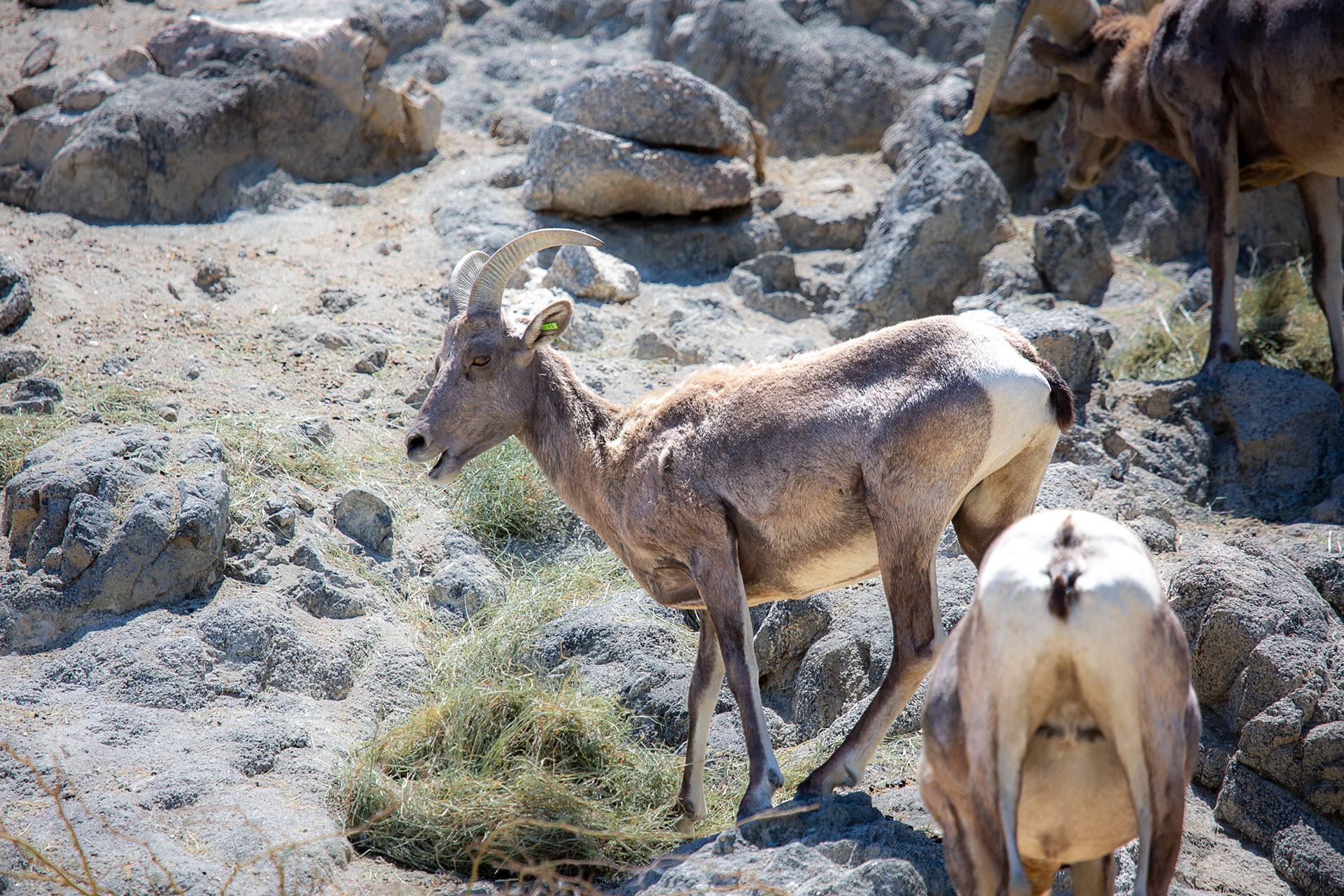 Bighorn Sheep