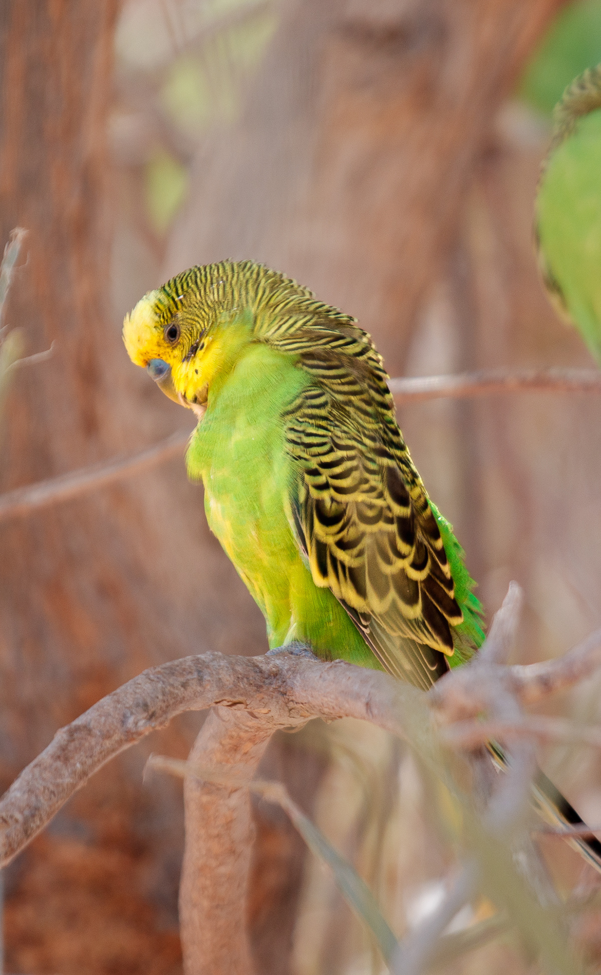 Budgerigar
