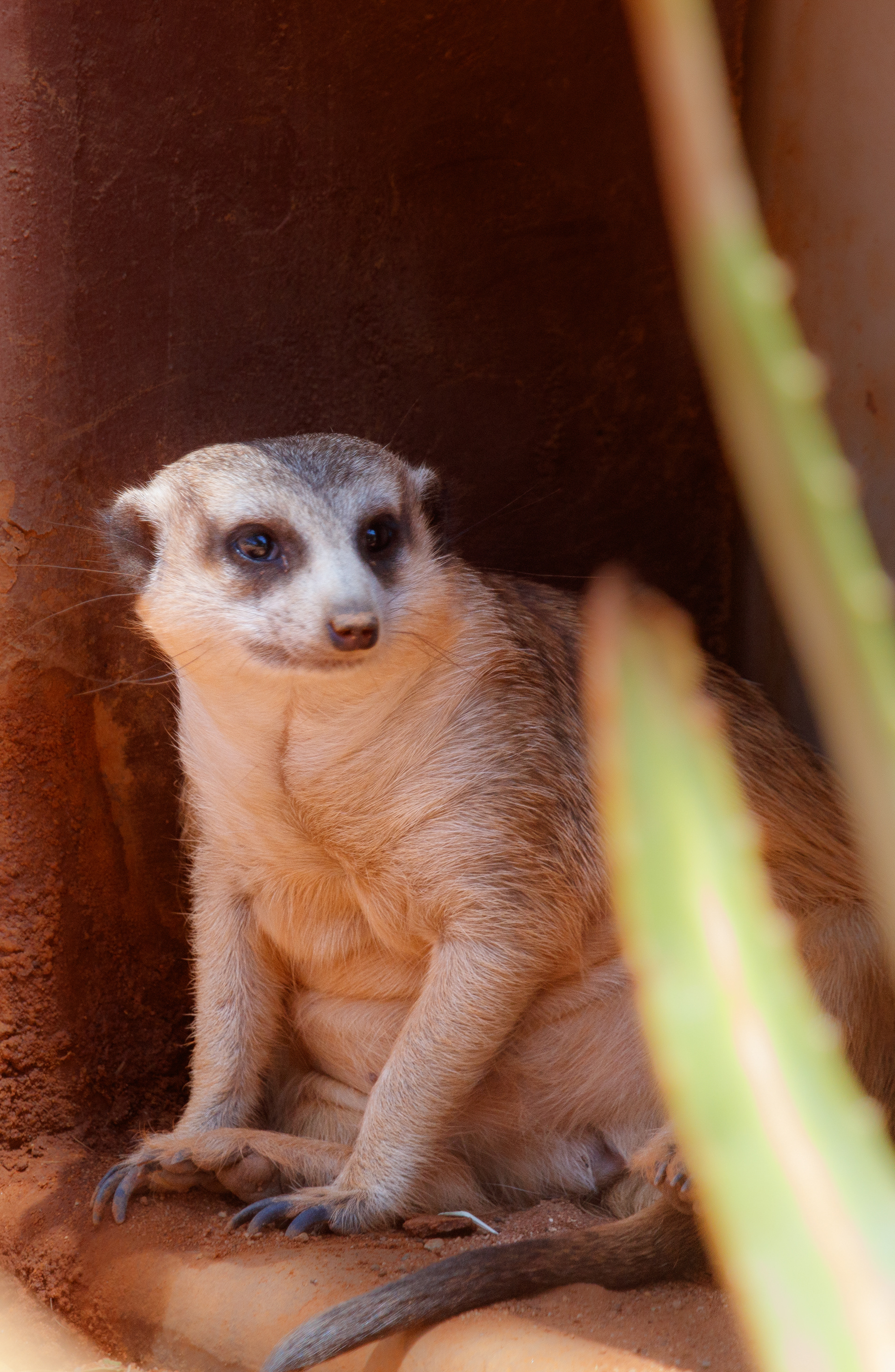 Meerkat