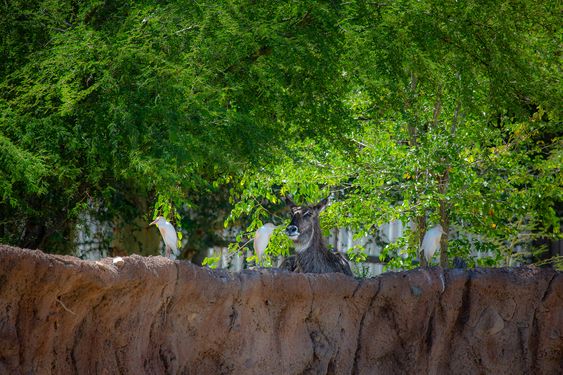 Waterbuck