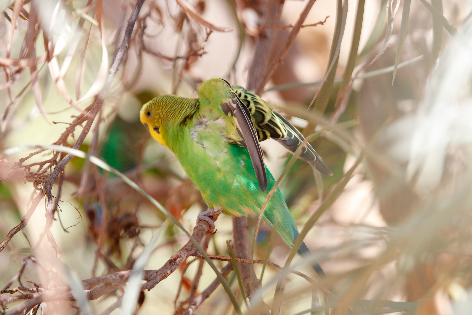 Budgerigar