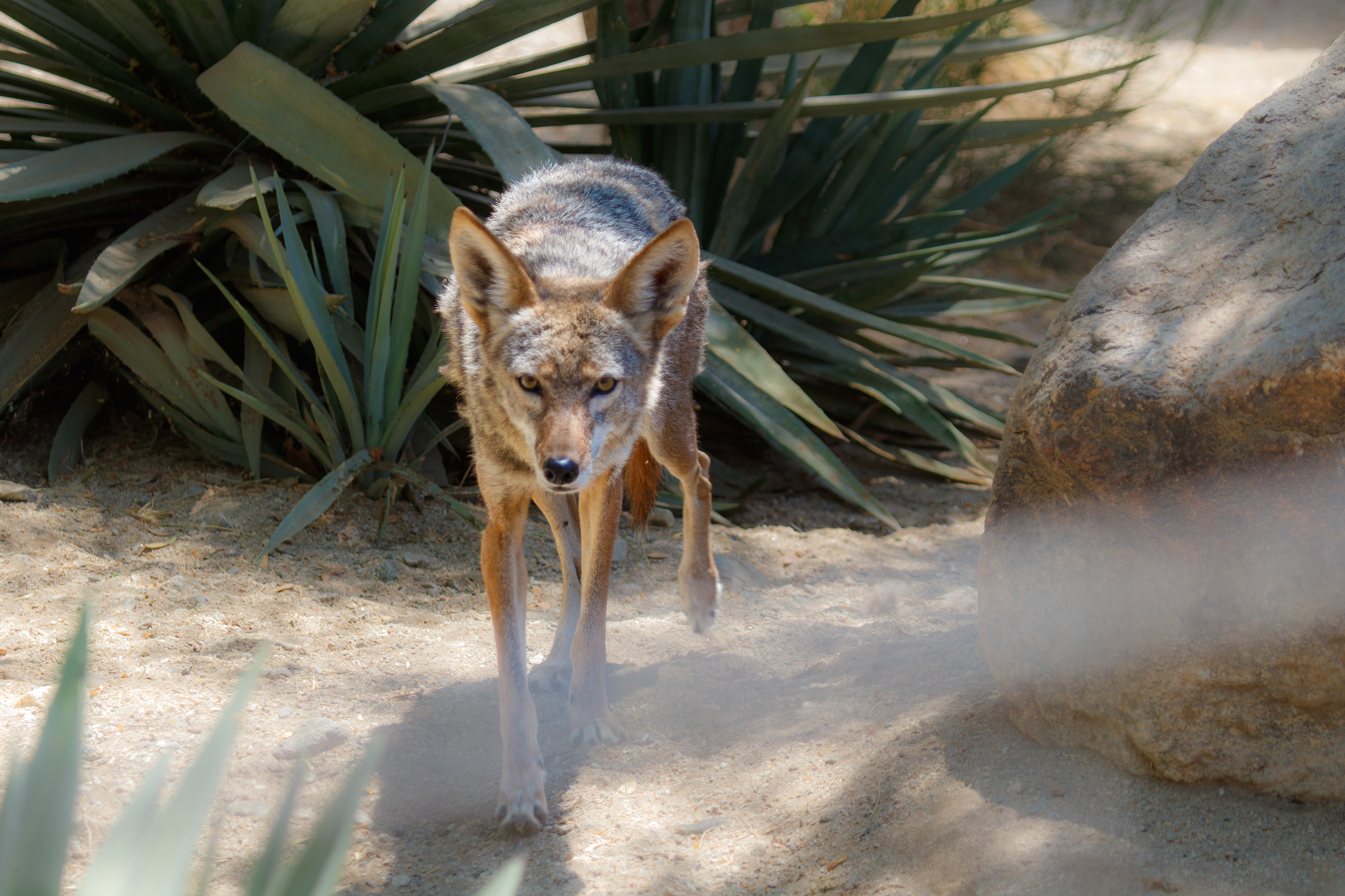 Coyote