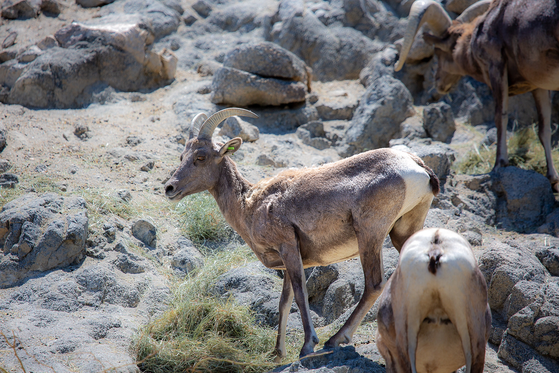 Bighorn Sheep