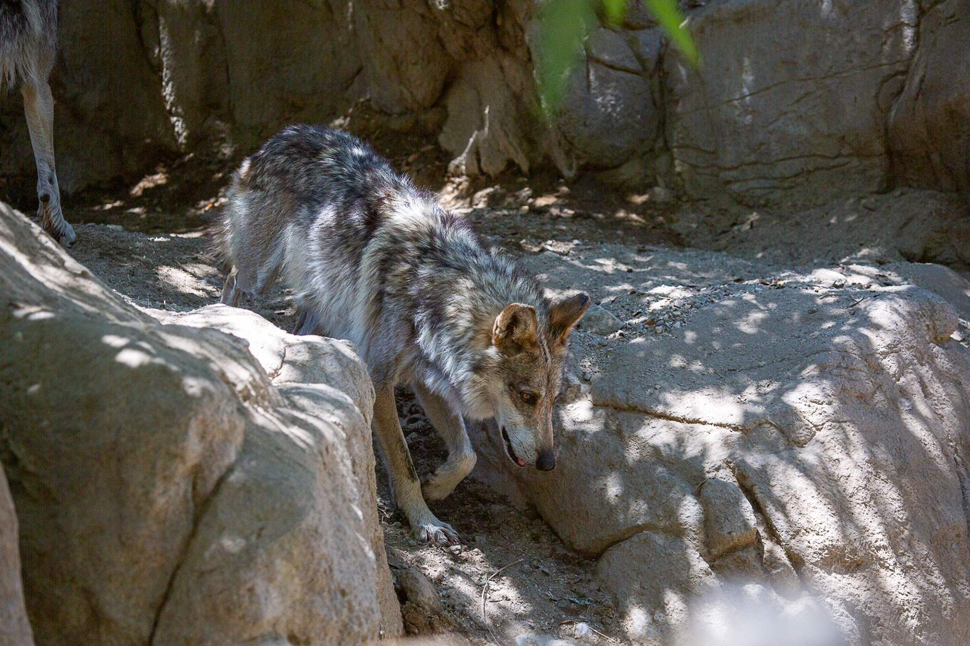 Mexican Wolf