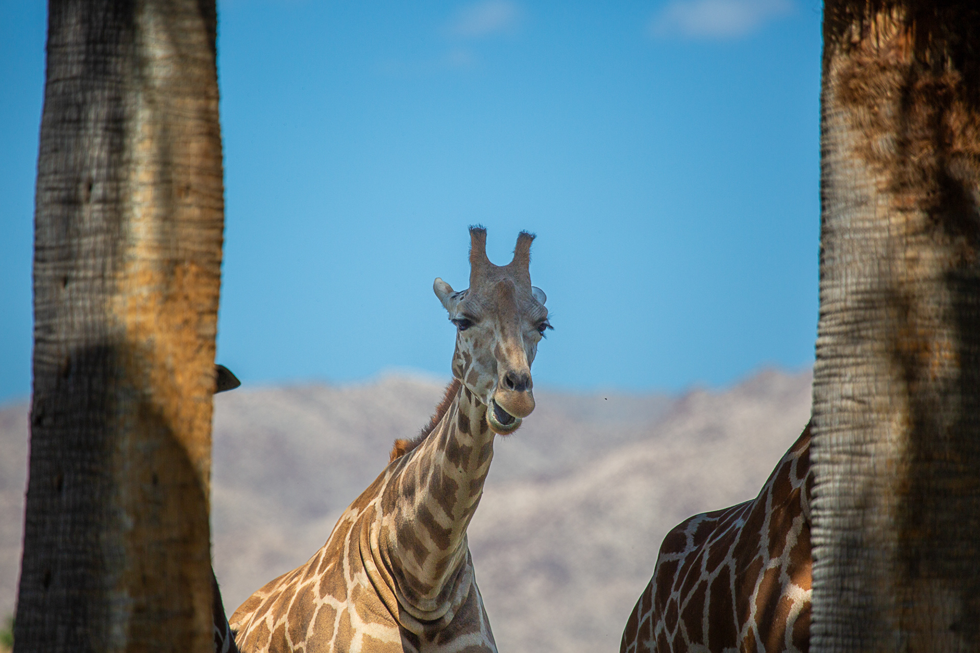 Giraffe