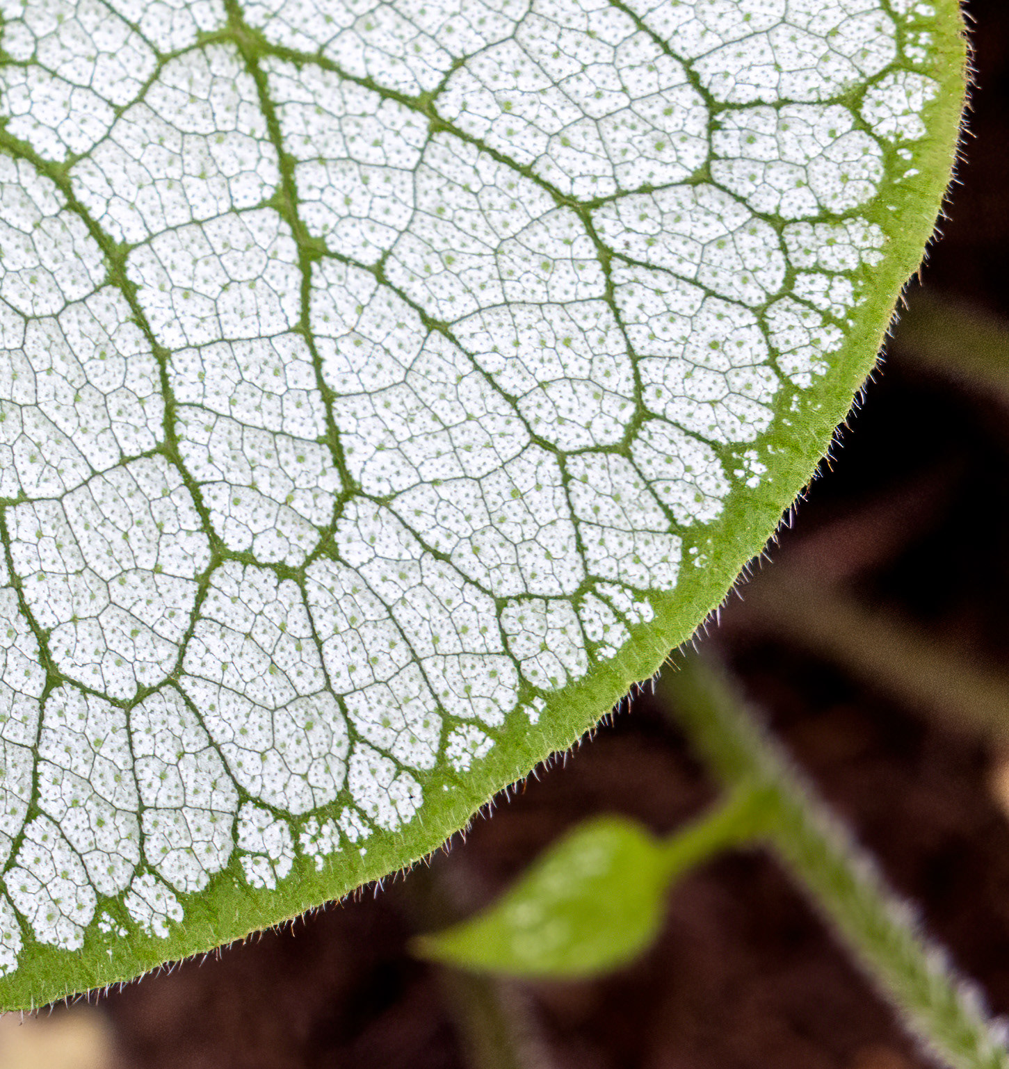 Intricate Leaf