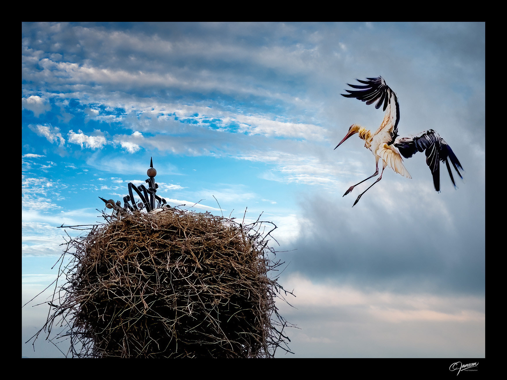 Stork coming in for a Landing