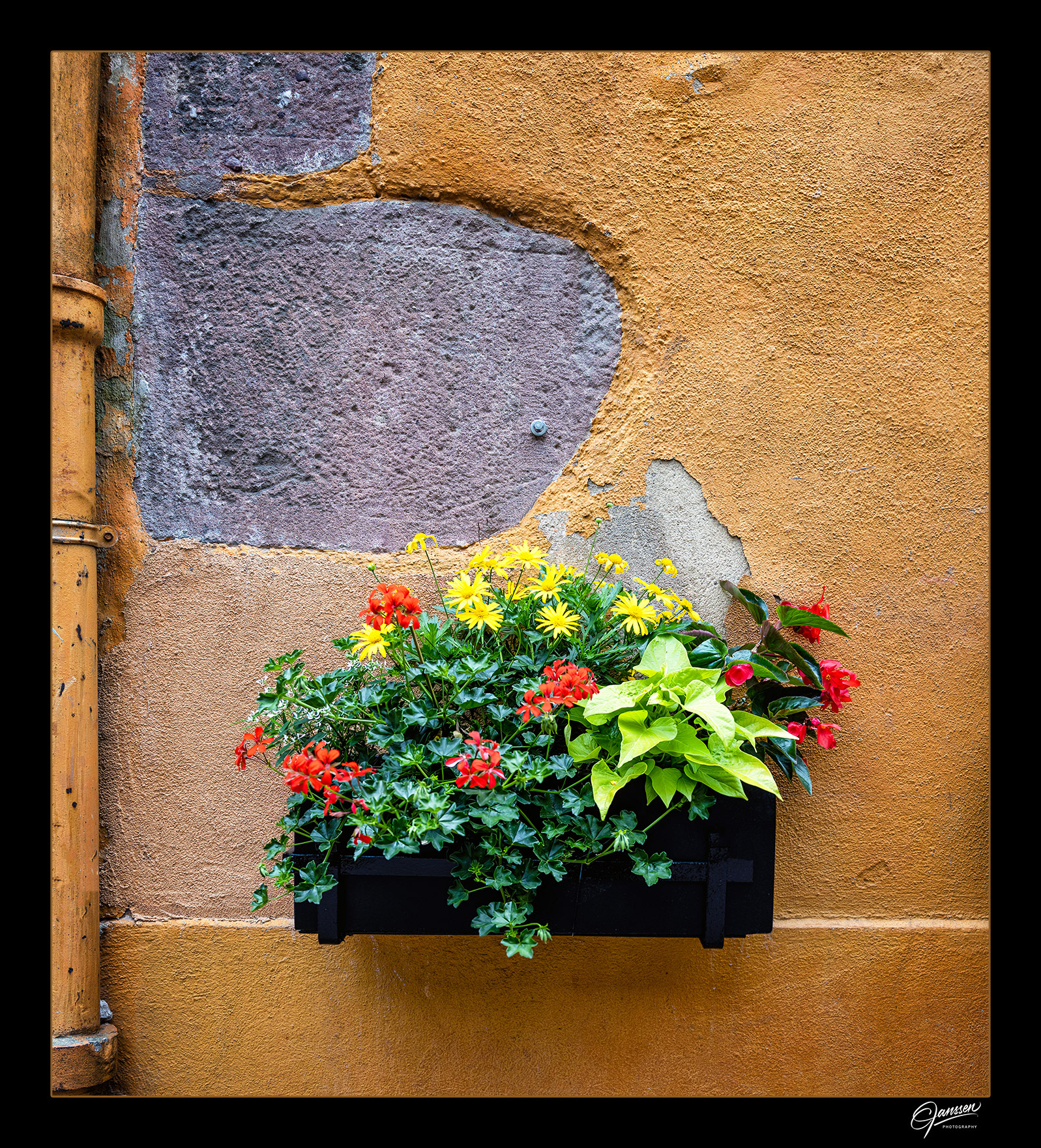 Flowers along Wall