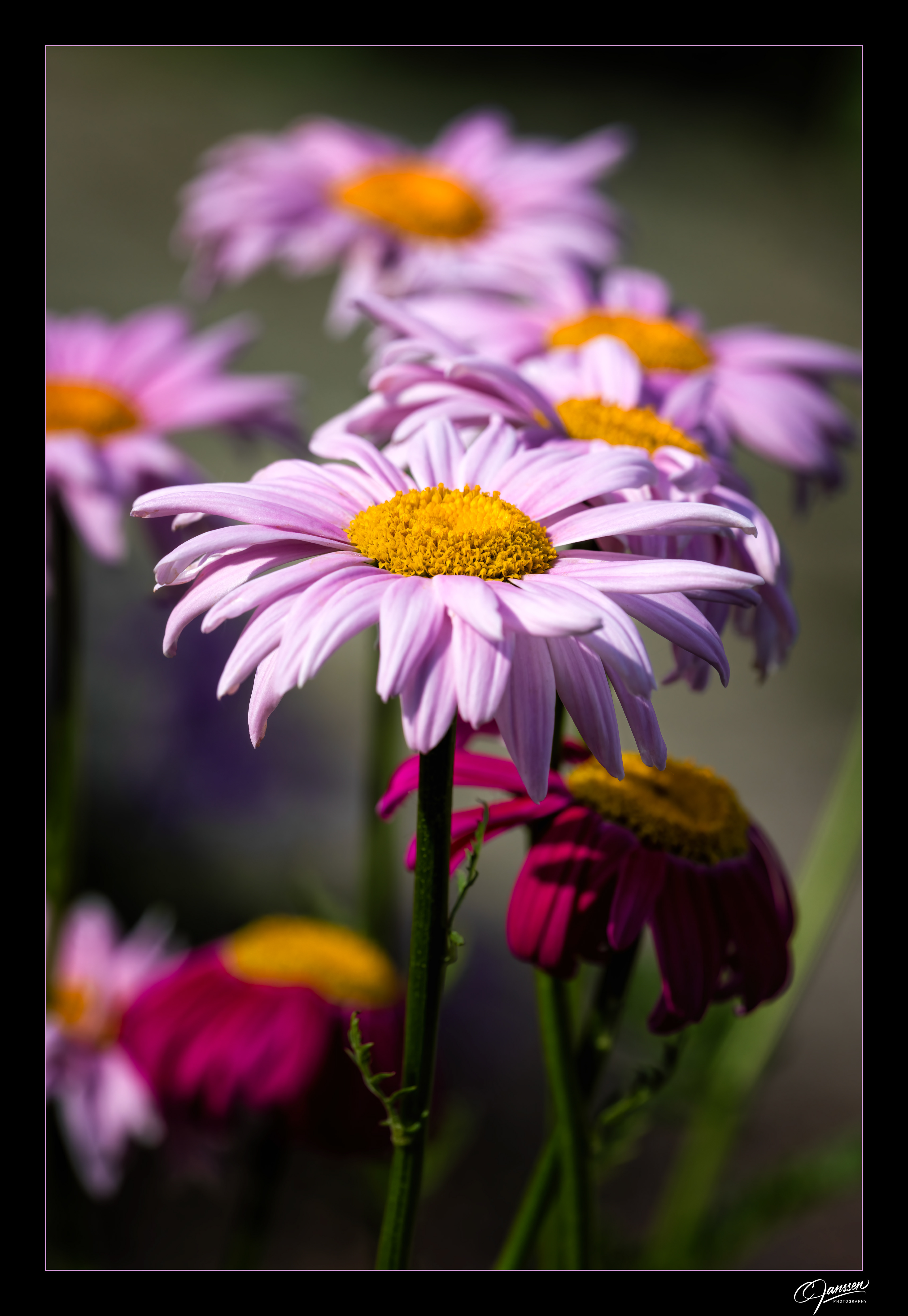 Painted Daisies