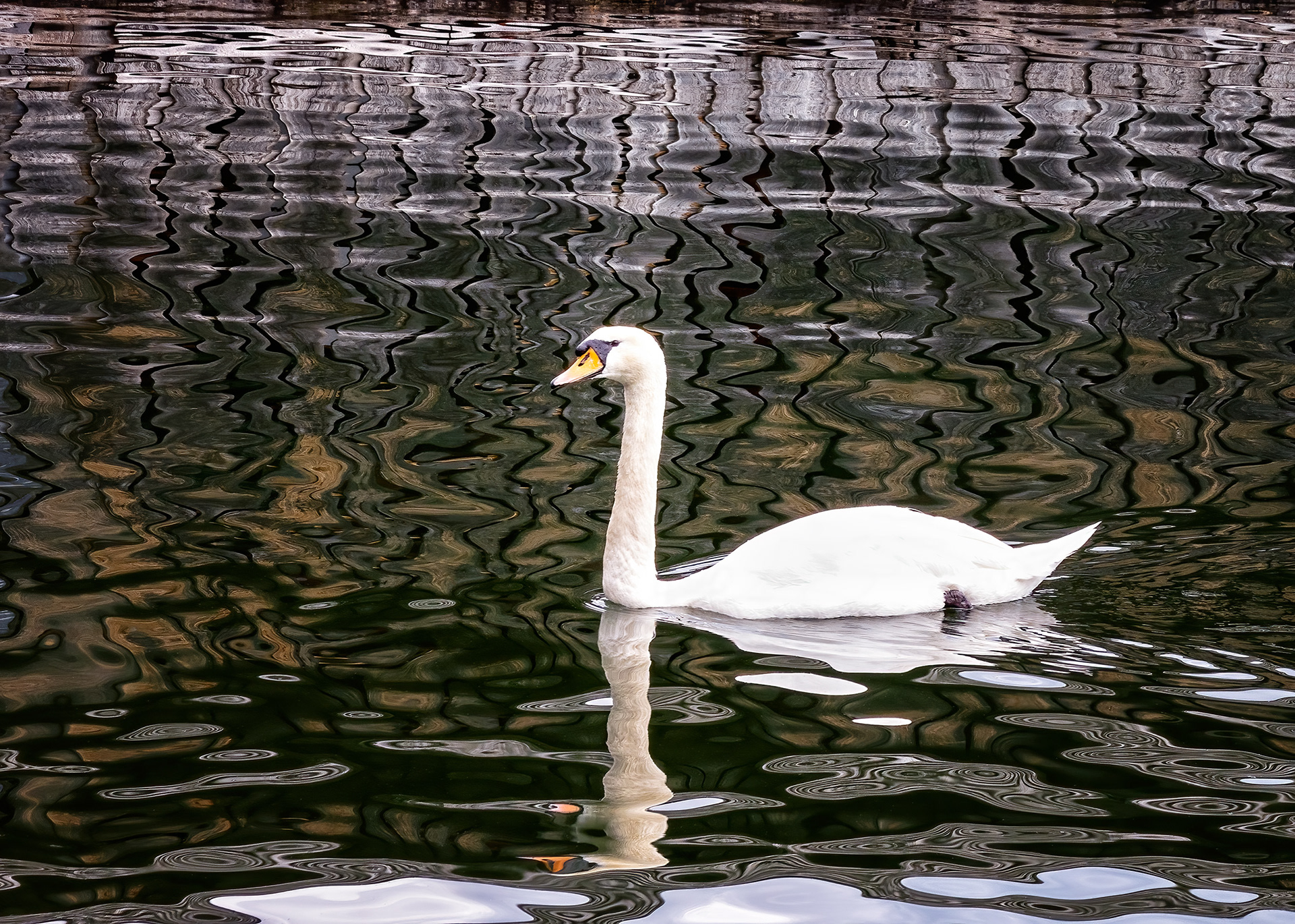 Swan in Water