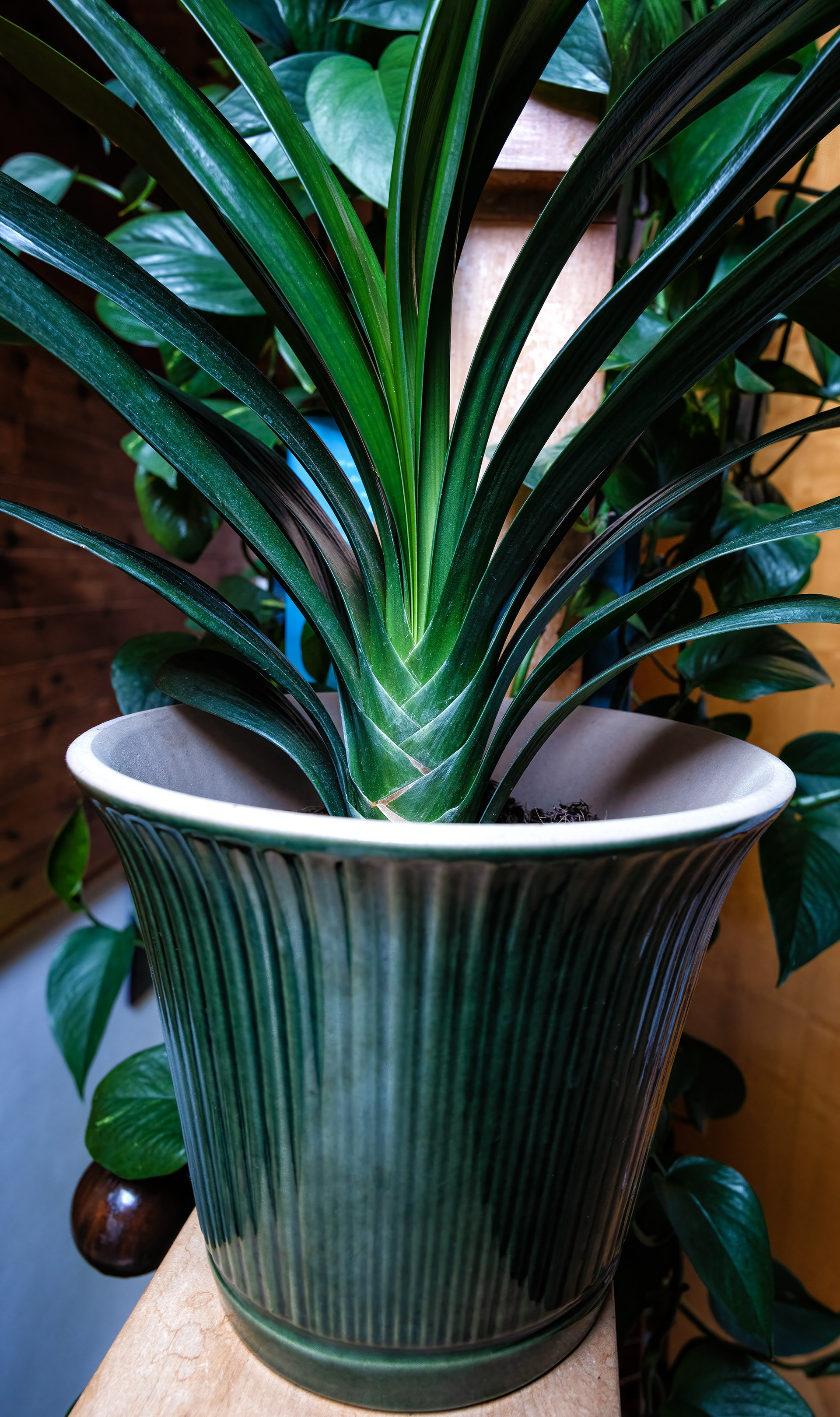 Layers of Plant